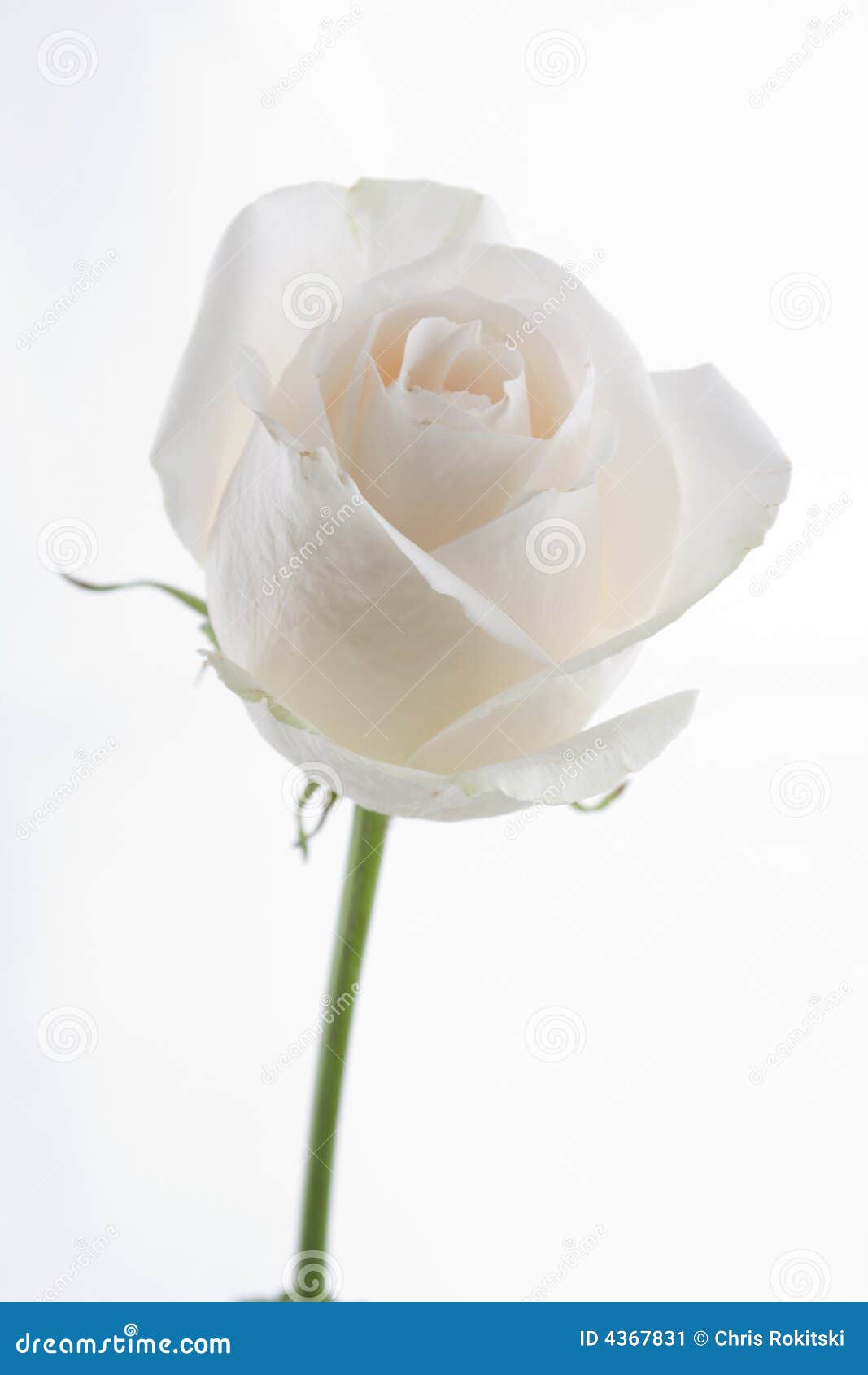 Fleur blanche de Rose image stock. Image du vert, pureté - 4367831