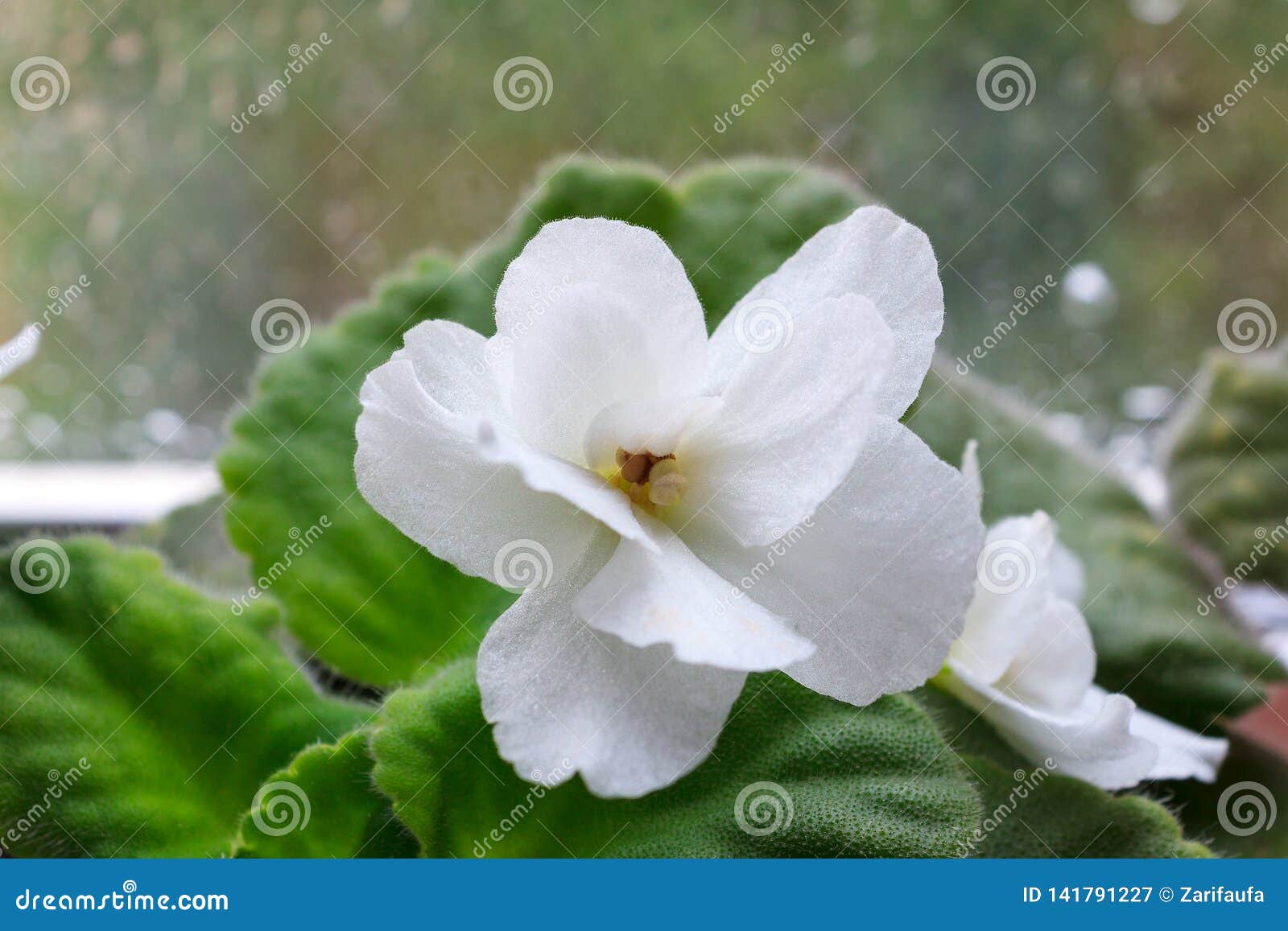 Fleur Blanche De Saintpaulia De Plante D'intérieur, Violette Africaine, En  Fleur Image stock - Image du houseplant, jardinage: 141791227
