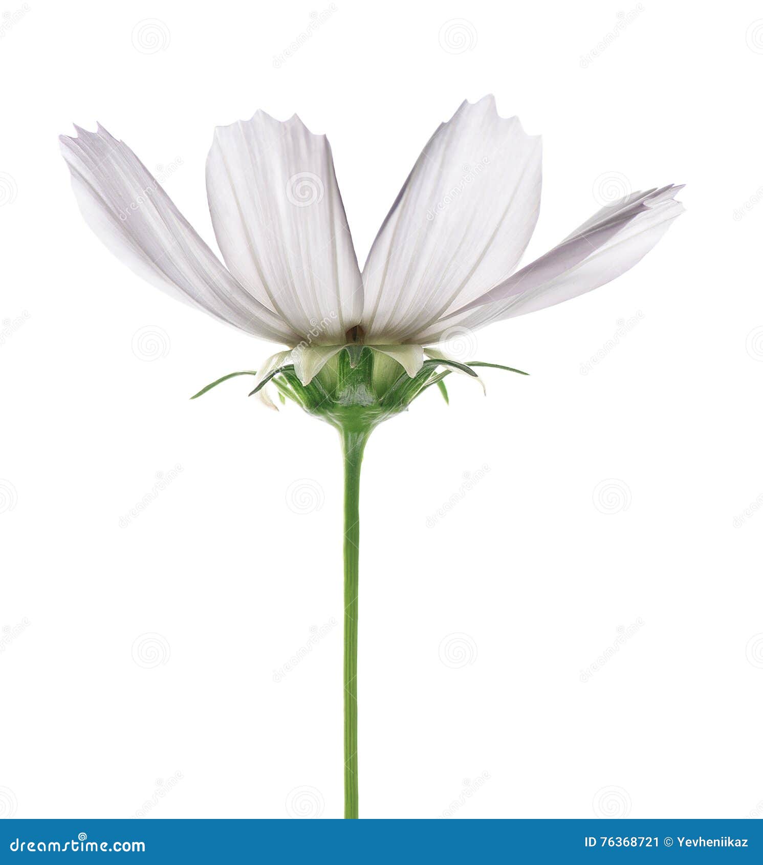 Fleur Blanche De Tige Verte Sur Un Fond Blanc Image stock - Image du  isolement, saison: 76368721