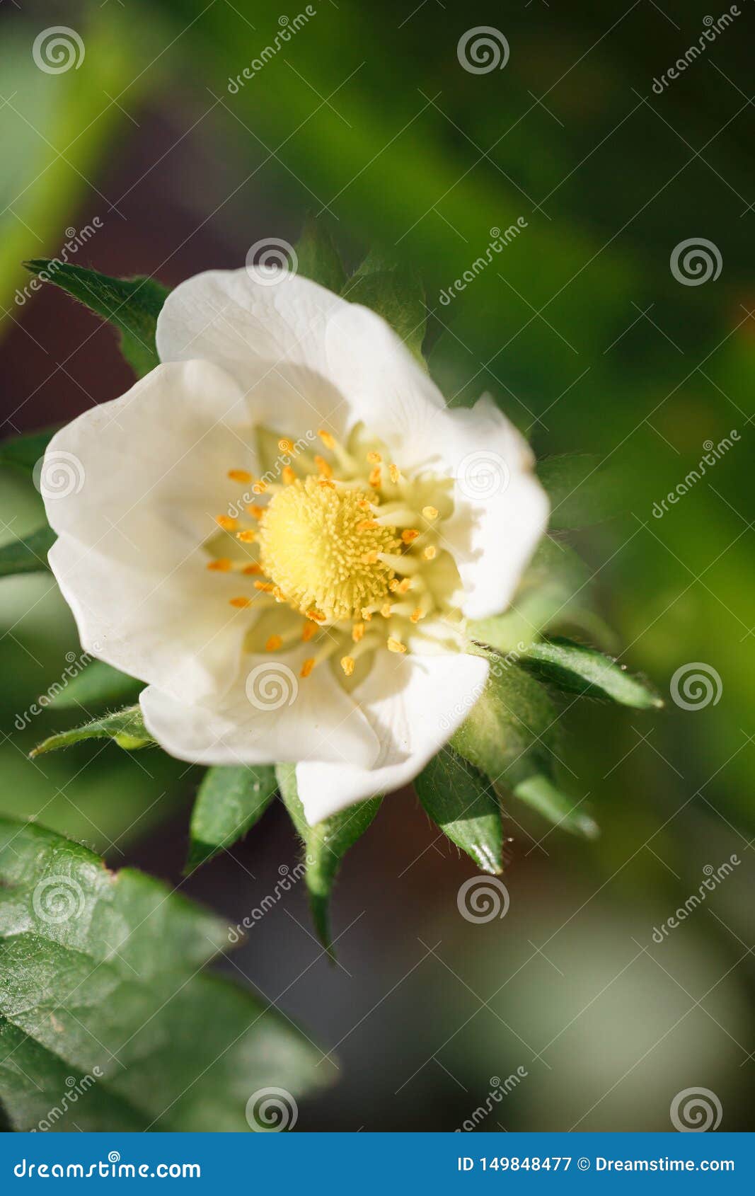 Fleur Blanche De Victoria Avec Un Coeur Jaune Image stock - Image du lames,  nature: 149848477