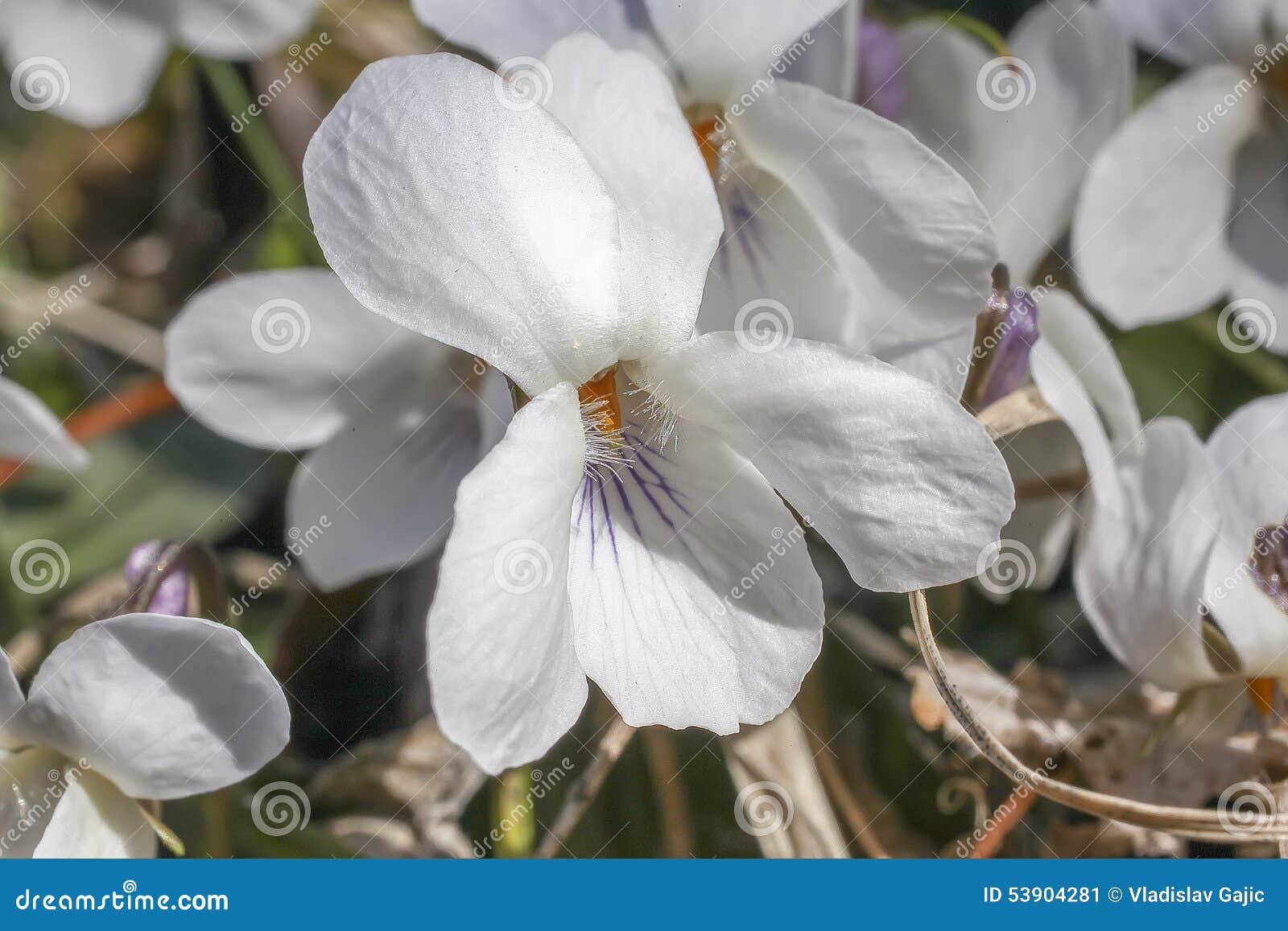 Fleur Blanche De Violette En Bois Image stock - Image du fleur, normal:  53904281