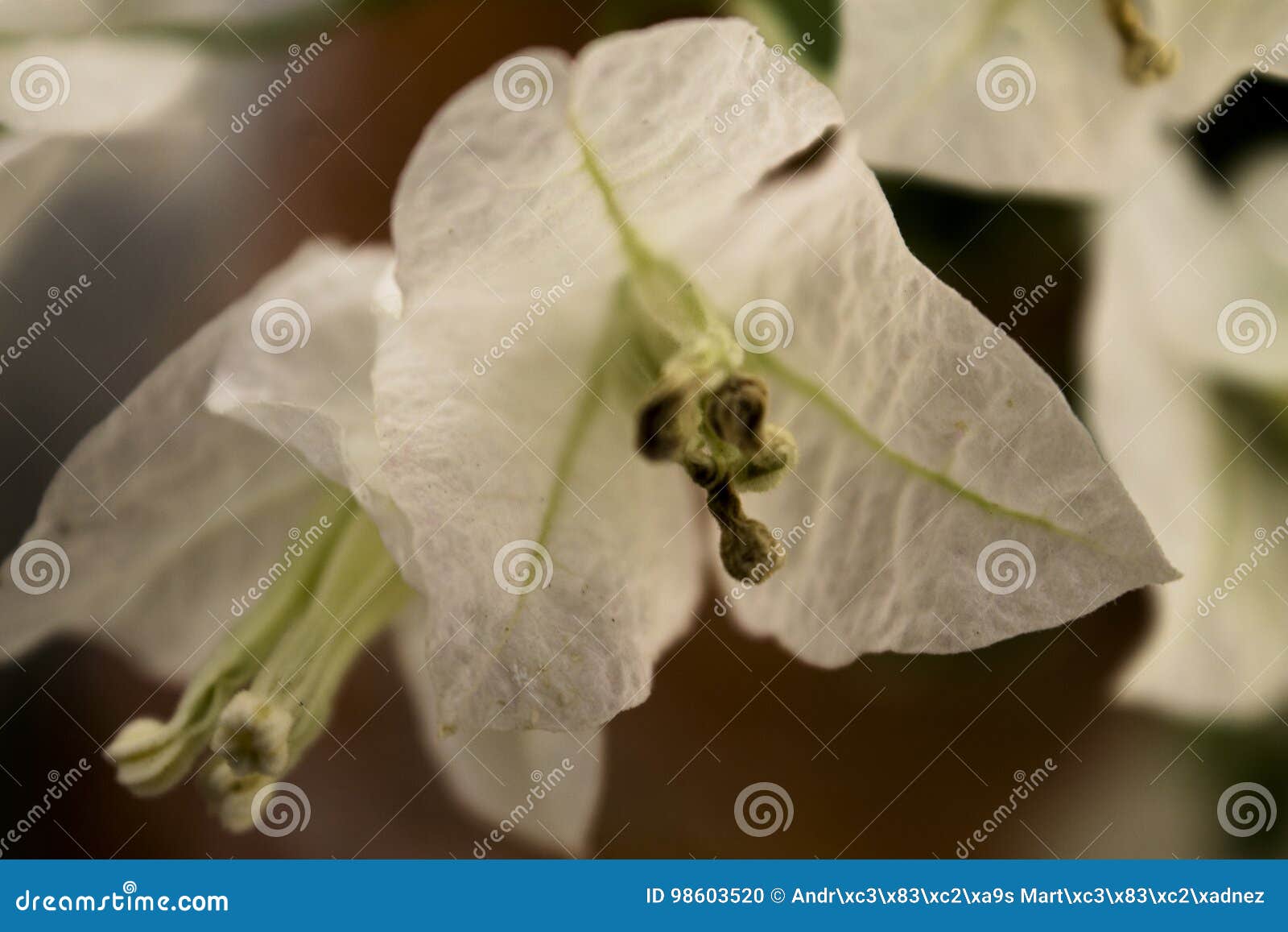 FLEUR BLANCHE DU SUD DE LA COLOMBIE Photo stock - Image du vert,  environnement: 98603520