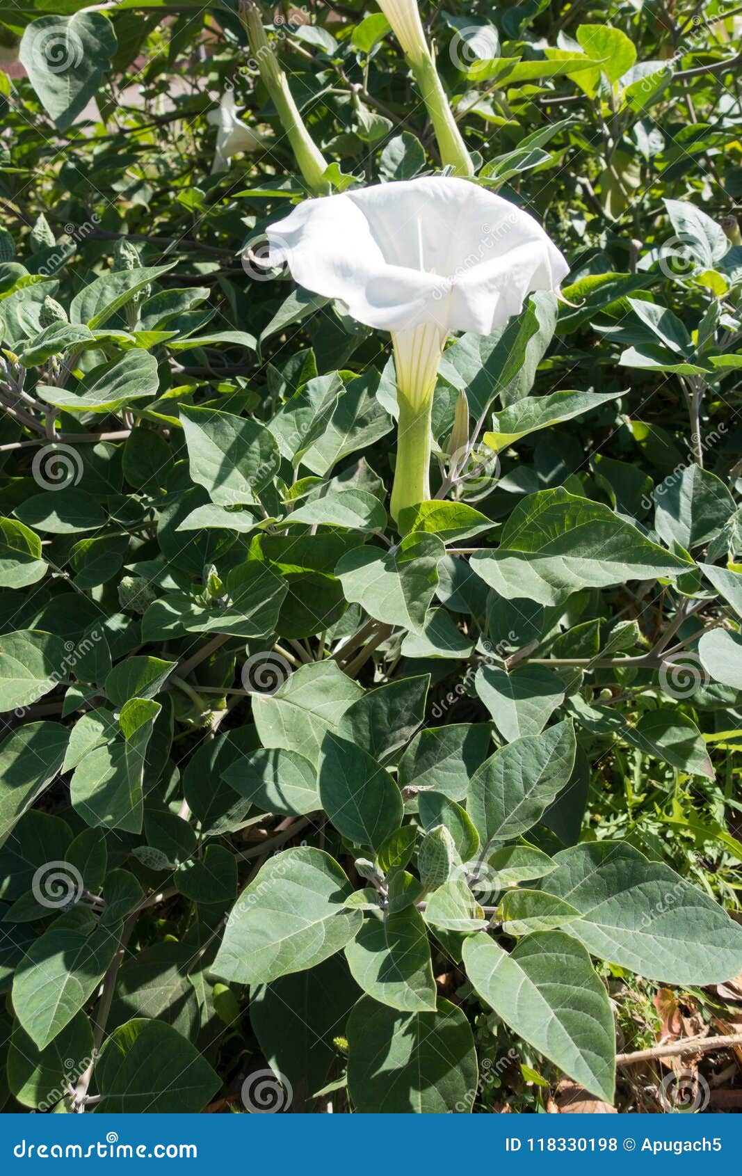Fleur Blanche En Forme De Trompette Droite De Datura Photo stock - Image du  automne, diables: 118330198