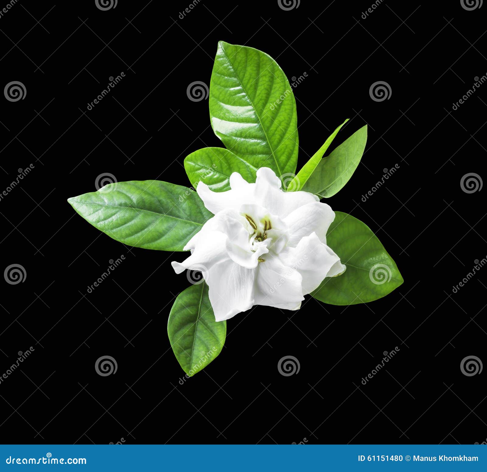 Fleur Blanche Et Feuille Verte D'isolement Photo stock - Image du lame, vert:  61151480