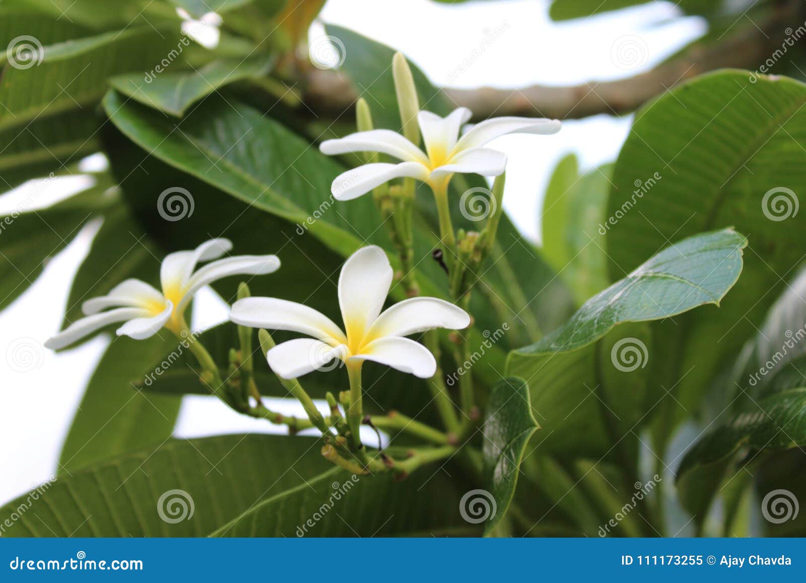 Fleur Blanche Et Grande Feuille Verte Image stock - Image du couleur, fleur:  111173255