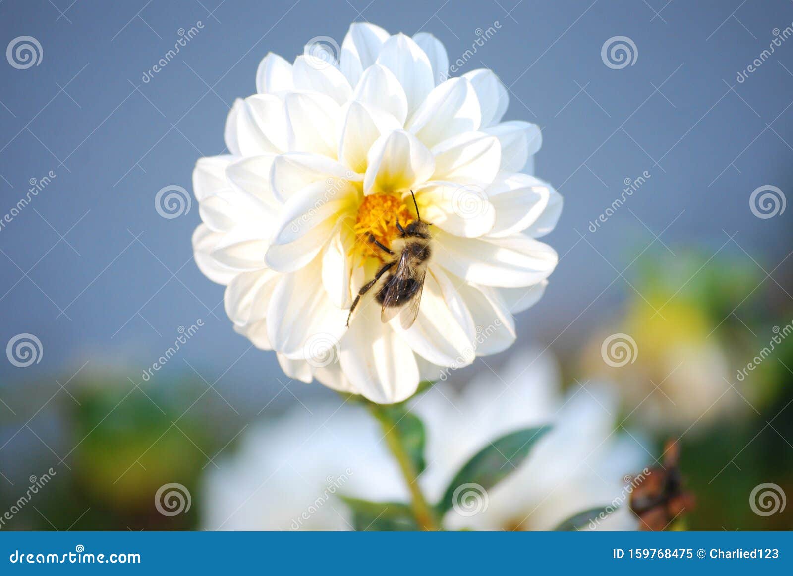 Fleur Blanche Et Jaune Avec Abeille Au Milieu Image stock - Image du beau,  bleu: 159768475