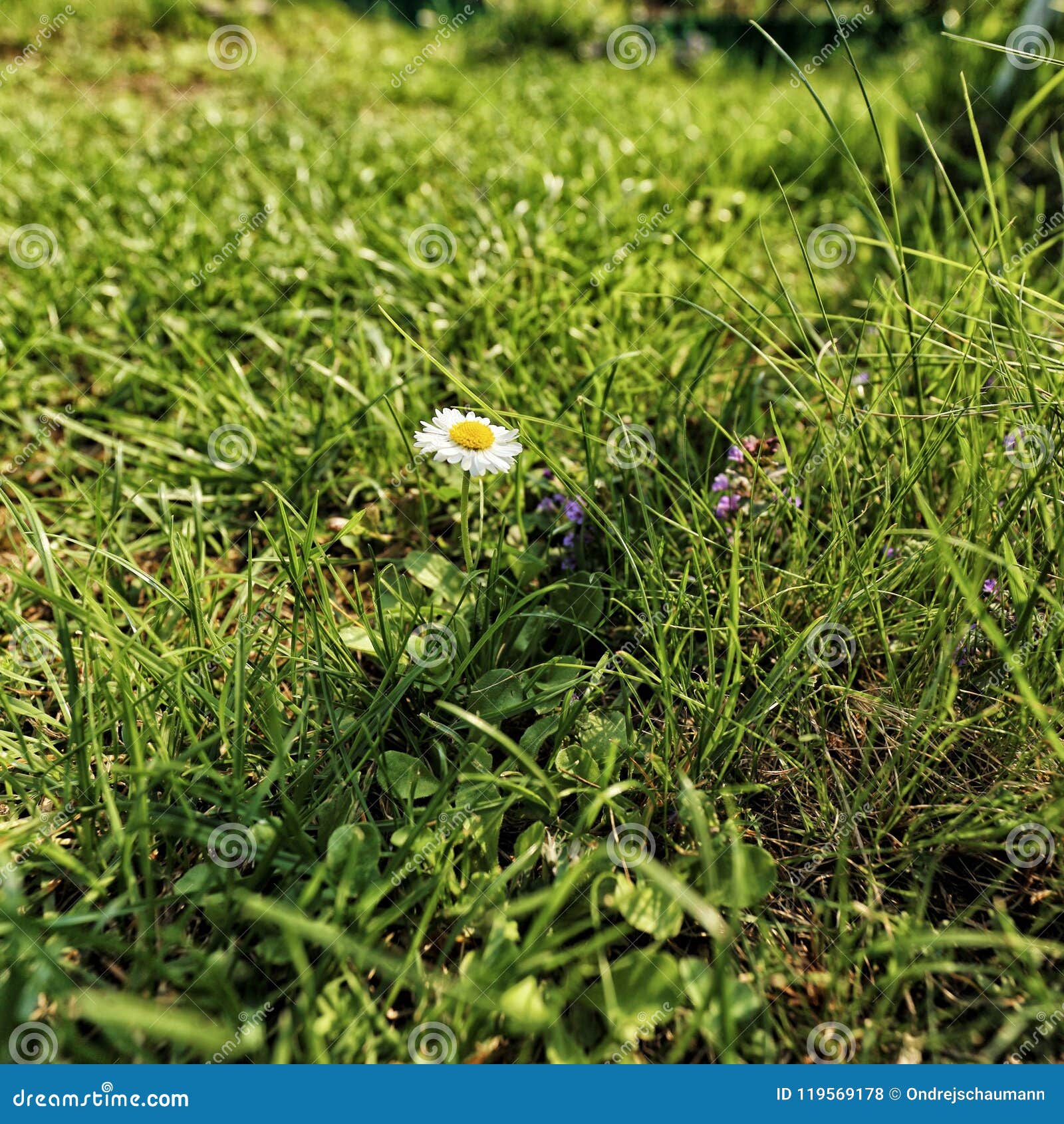 Fleur Blanche Et Jaune Dans L'herbe Photo stock - Image du pelouse, tige:  119569178