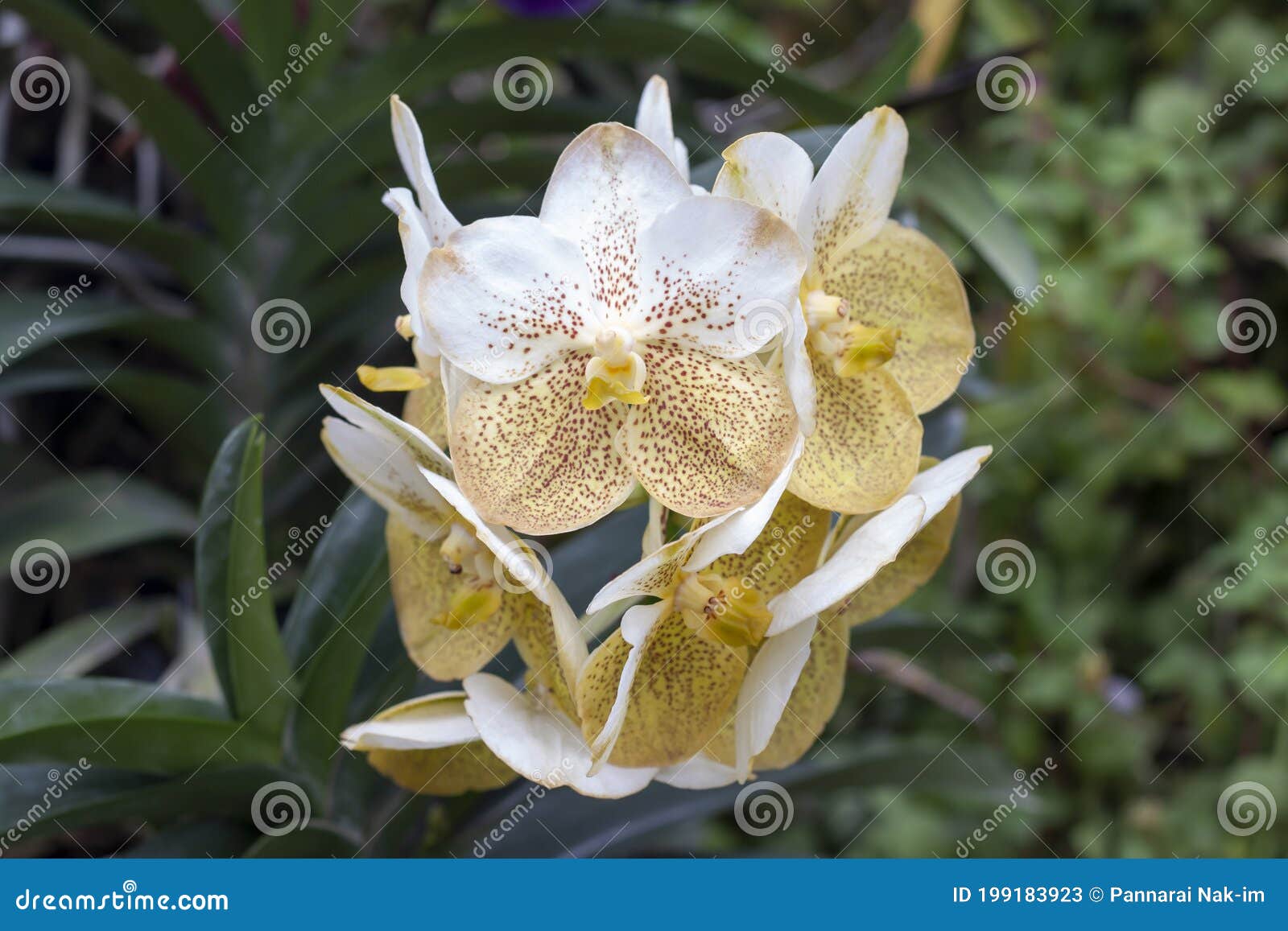 Fleur Blanche Et Jaune De Fleurs De Vanda D'orchidées Dans Le Jardin Image  stock - Image du décoration, sensible: 199183923