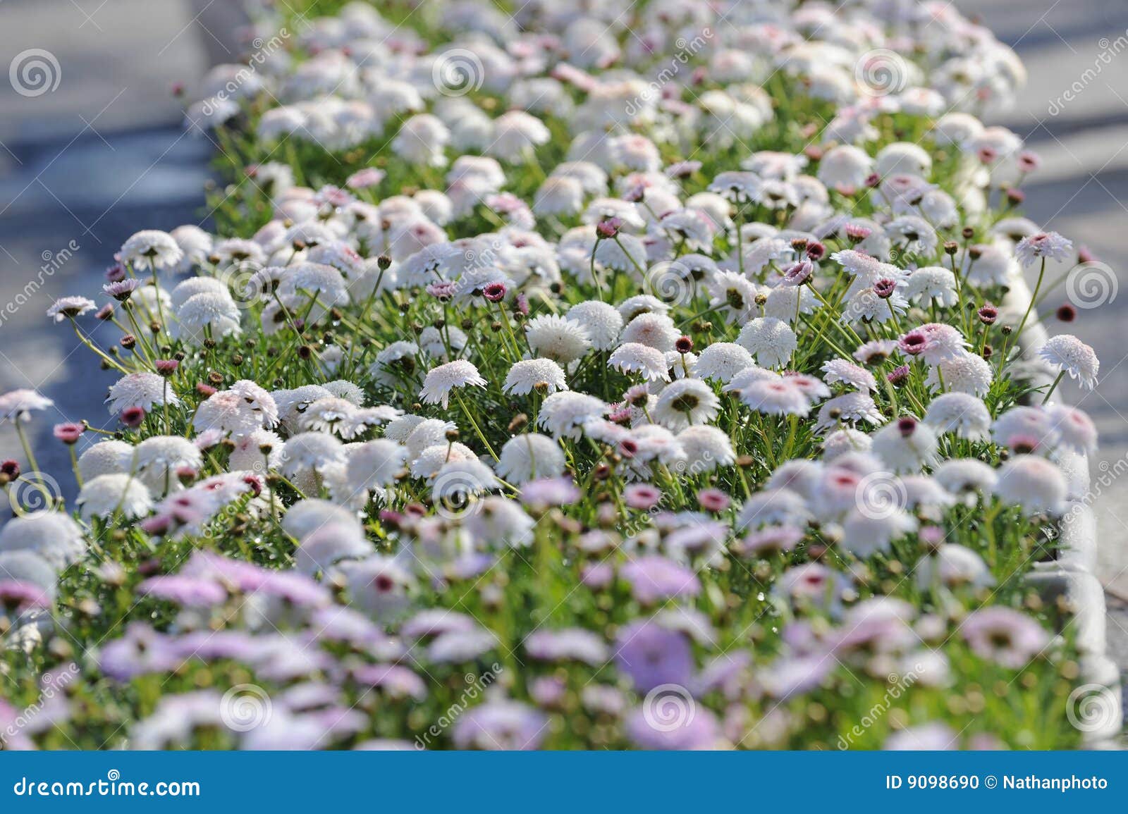 Fleur blanche et rose photo stock. Image du fleurs, agencement 9098690