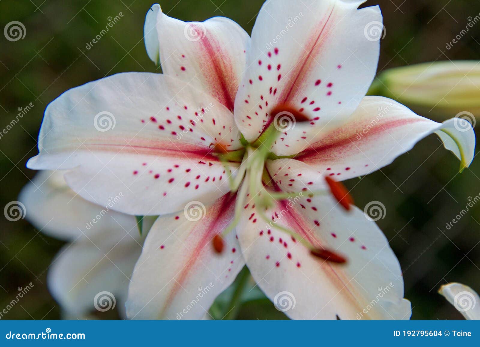Fleur Blanche Et Rose De Lys Photo stock Image du stigmate, fleur