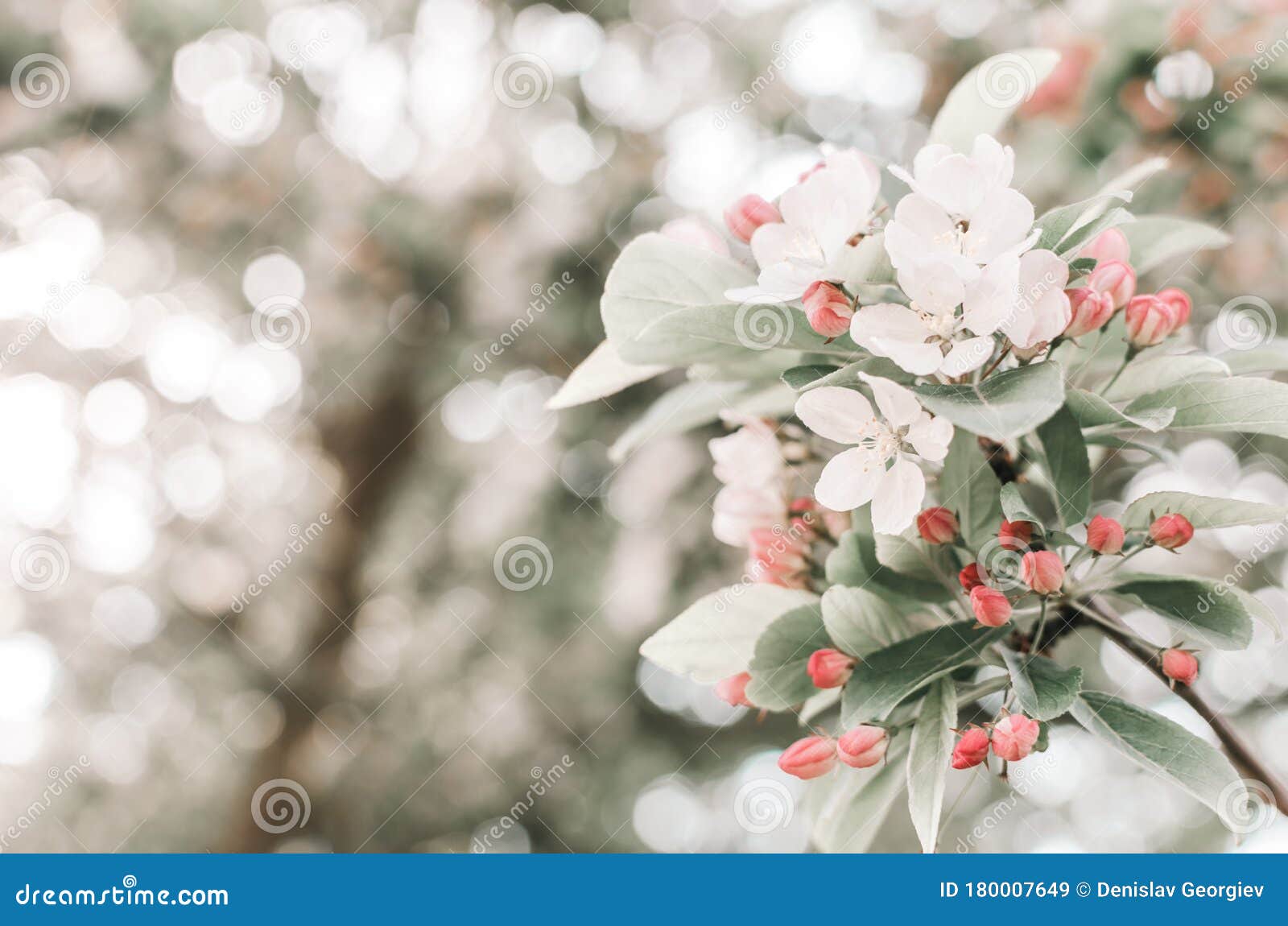 Fleur Blanche Et Rose De Printemps Image stock Image du fond, beauté
