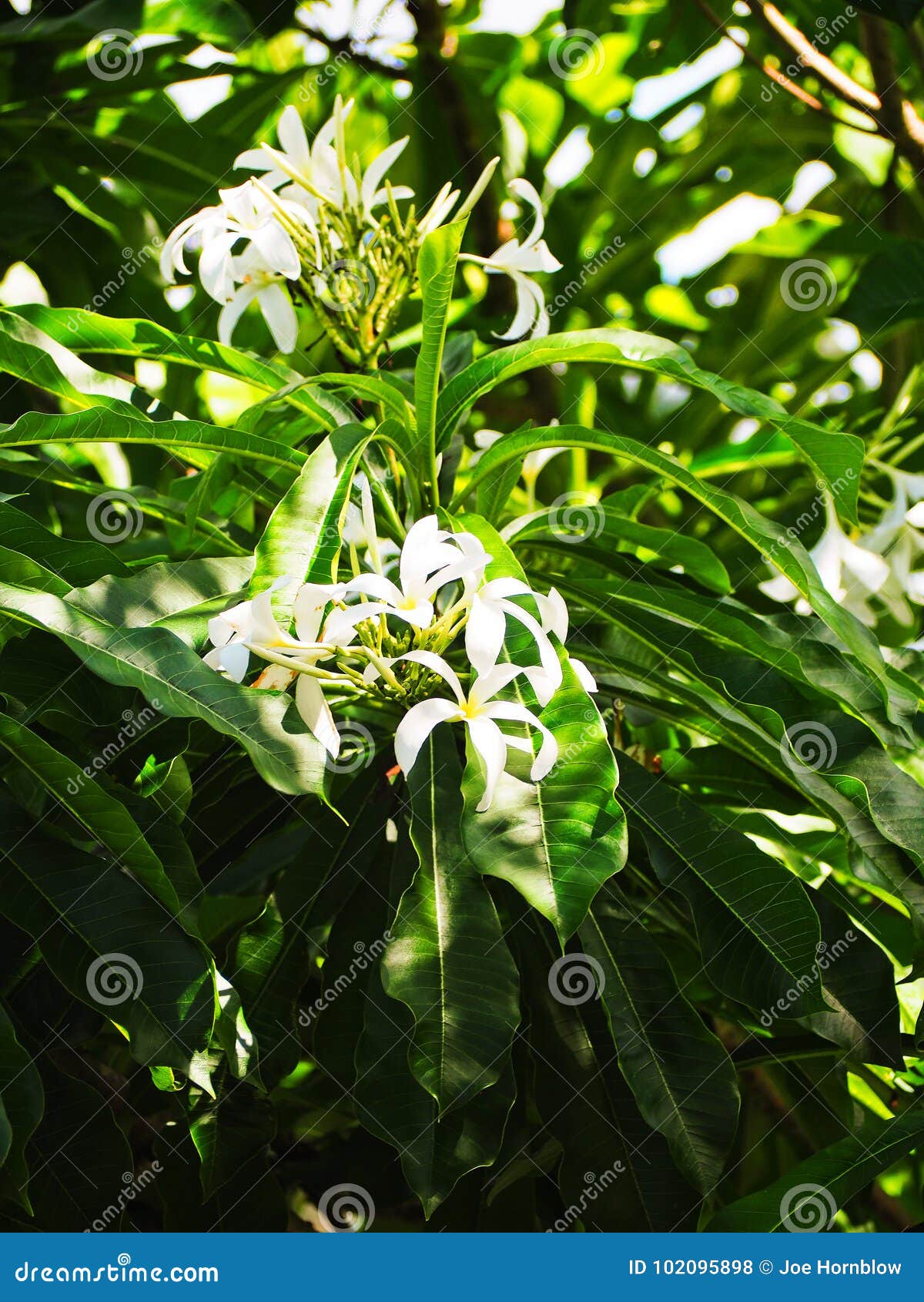 Fleur Blanche Exotique De Plante De Tabac Photo Stock