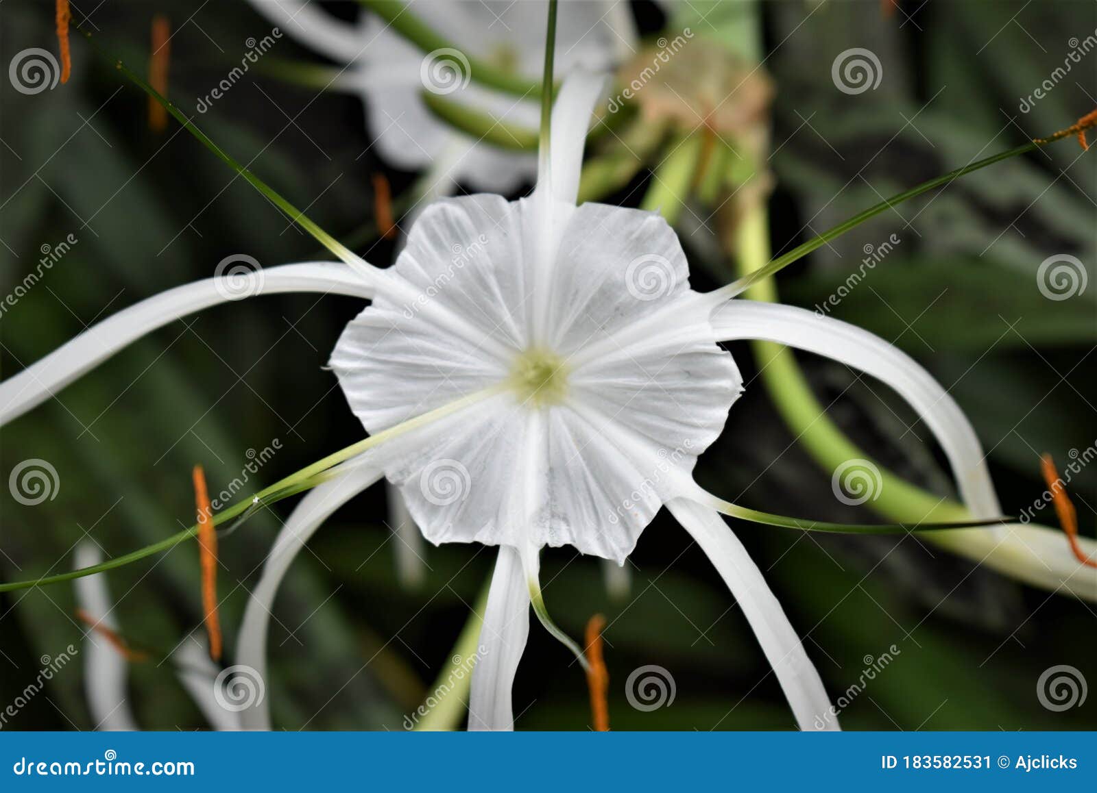 Photos de Fleur Blanche Tropicale Avec Le Centre Jaune - Photos de stock  gratuites et libres de droits de Dreamstime