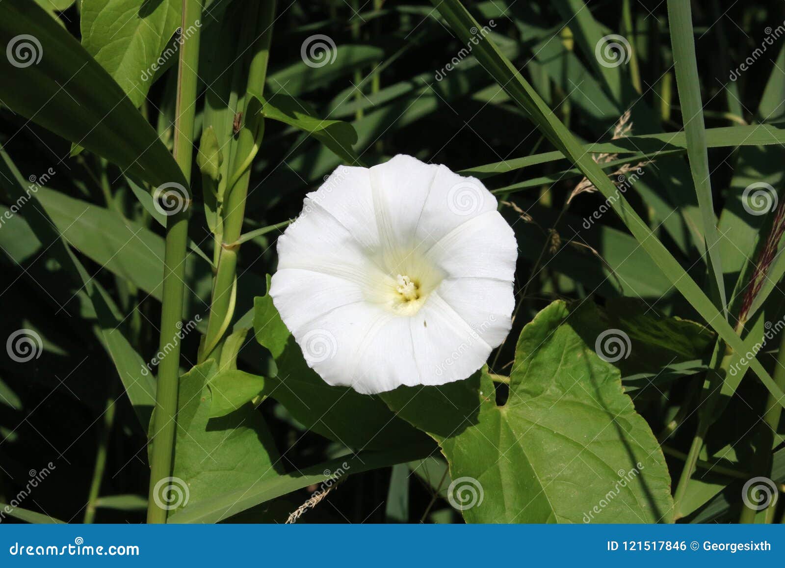 Fleur Blanche, Liseron De Haie, Sepium De Calystegia Photo stock - Image du  sentier, fleur: 121517846