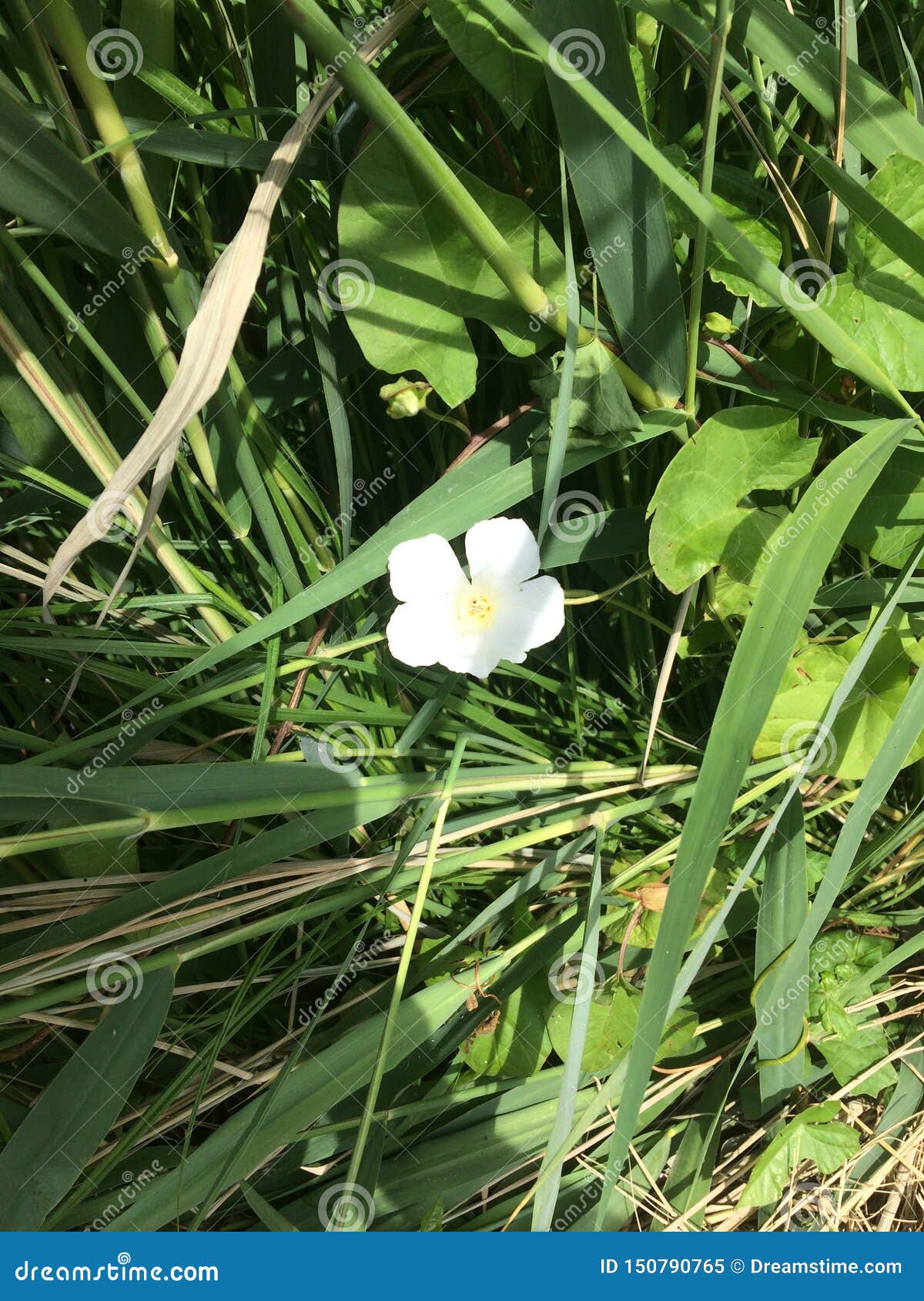 Fleur blanche stock image. Image of milieu, seule, blanche - 150790765