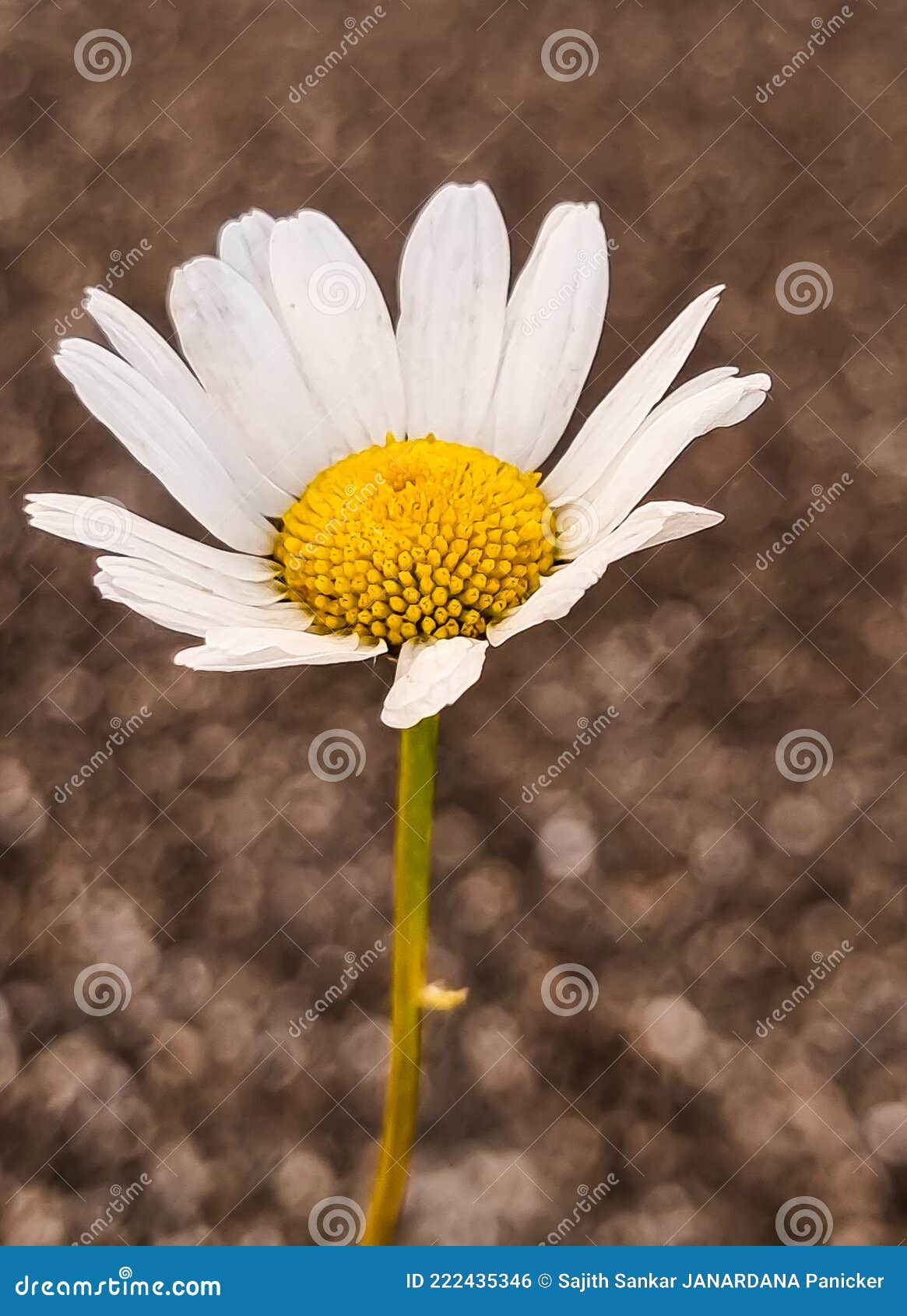 Fleur Blanche Simple Avec Tige Sur Fond Brun Photo stock - Image du  bouquet, fermer: 222435346