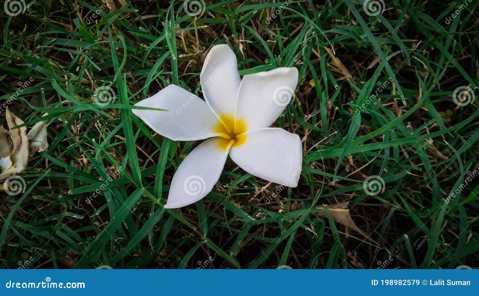 Fleur Blanche Sur L'herbe Verte Image stock - Image du vert, soyez:  198982579