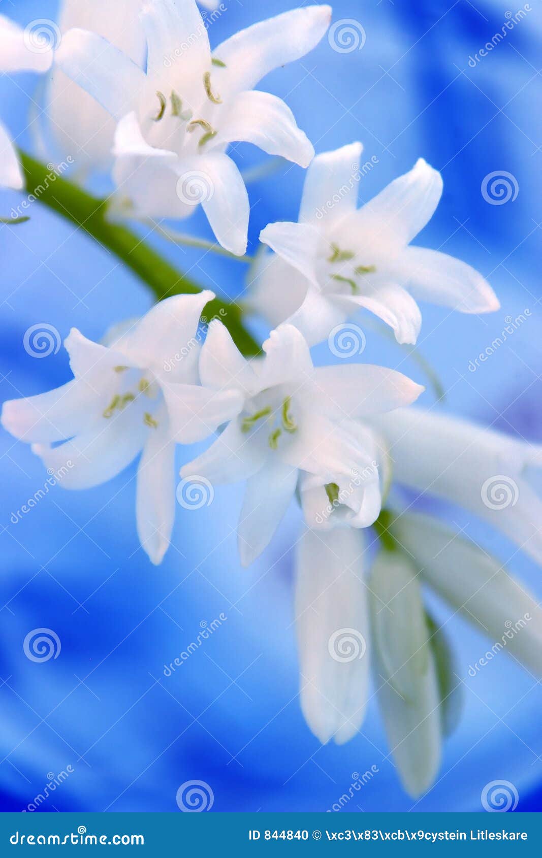 Fleur Blanche Sur Le Fond Bleu Photo stock - Image du fleur, centrale:  844840