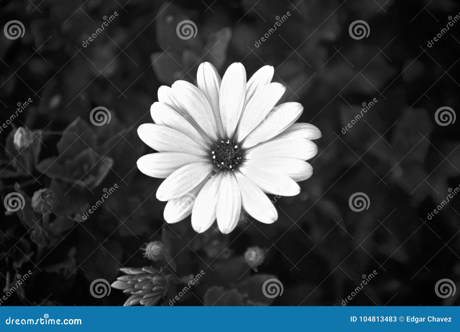Fleur Blanche Sur Le Fond Noir Image stock - Image du fleur, automne:  104813483