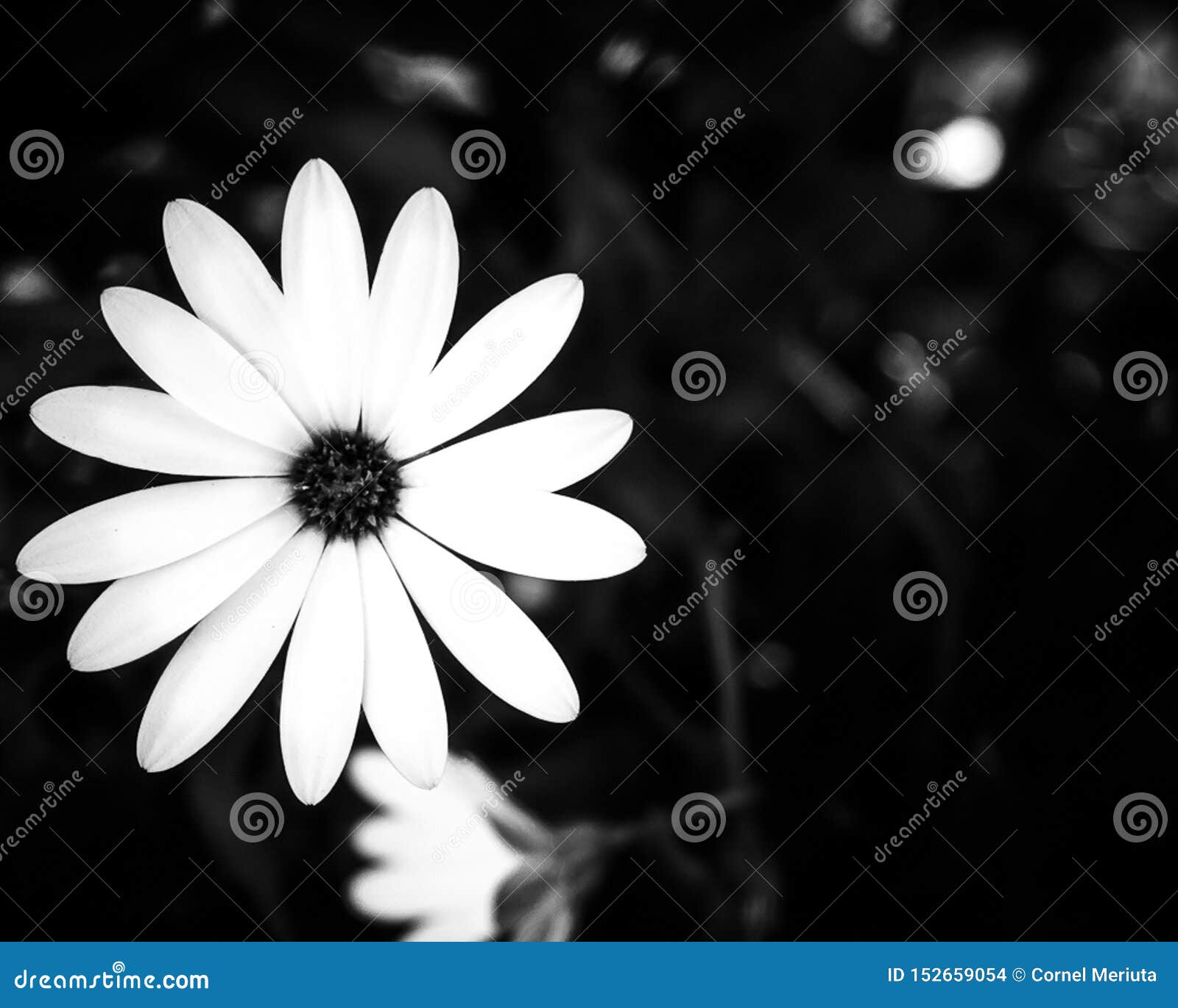 Fleur Blanche Sur Un Fond Noir Photo stock - Image du centrales, ressort:  152659054