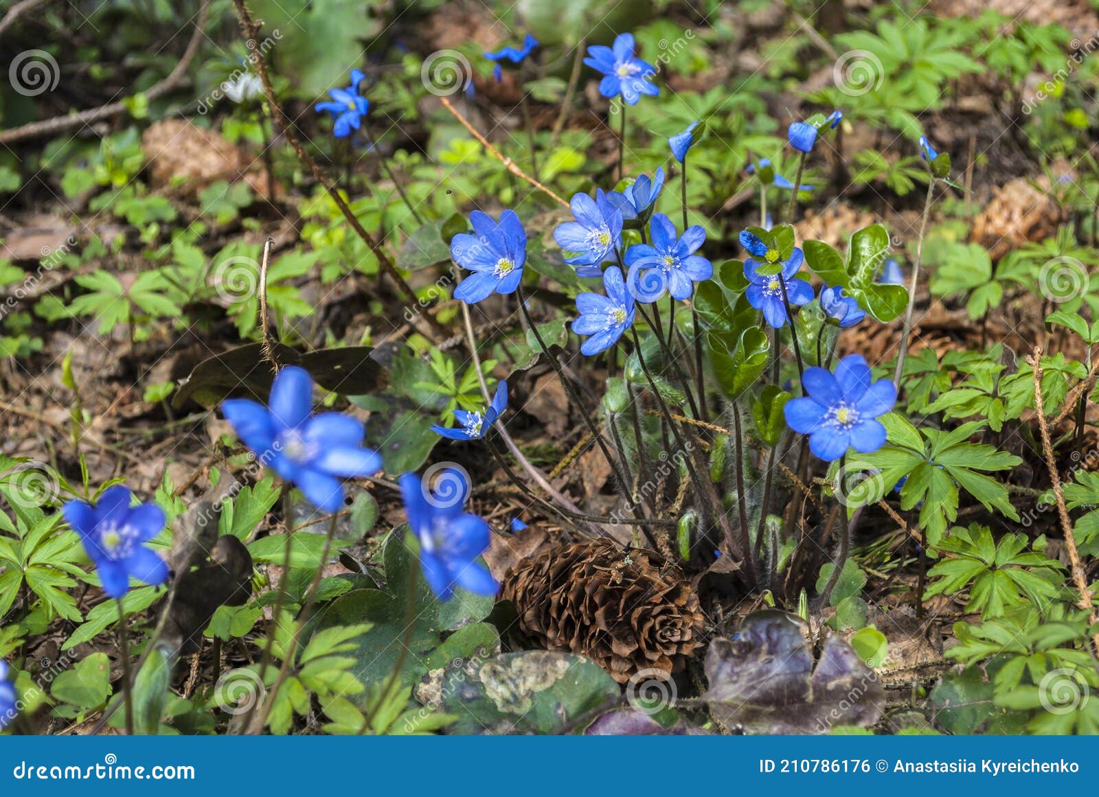 Fleur Bleu Violet. Concept Artistique. Un Gros Plan Des Fleurs Avec Des  Gouttes De Rosée Sur Les Pétales. Forêt Sauvage. Nature Photo stock - Image  du amour, fermer: 210786176