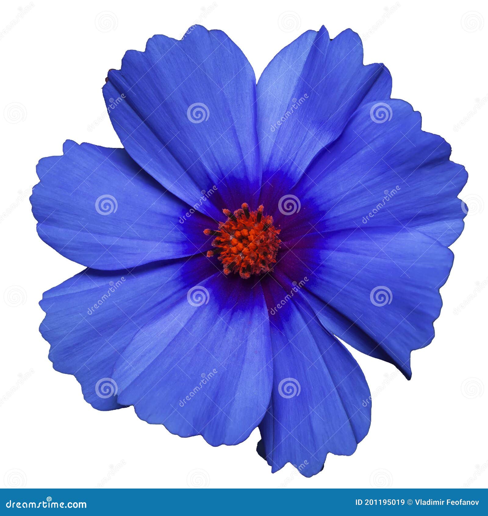 Fleur Bleue Classique De Bipinnatus Cosmos Bipinnatus De Cosmea Isolé Sur  Fond Blanc a Image stock - Image du couleur, conception: 201195019