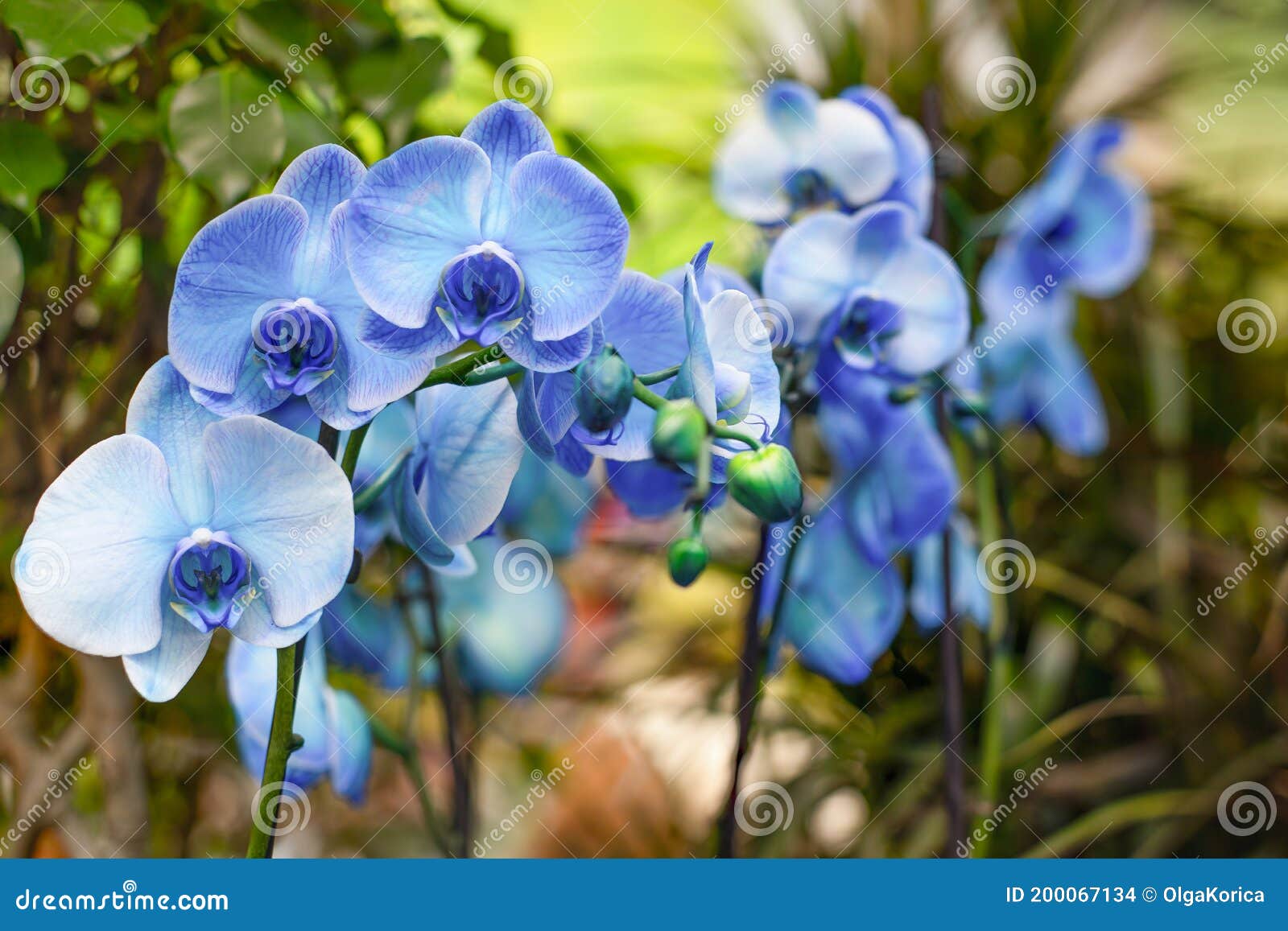 Fleur Bleue D'orchidées De Fleurs Fleur Exotique D'orchidées, Plusieurs  Rosettes à Fleurs Sur Une Branche, Couleur Bleu Pastel De Photo stock -  Image du vivant, fleur: 200067134