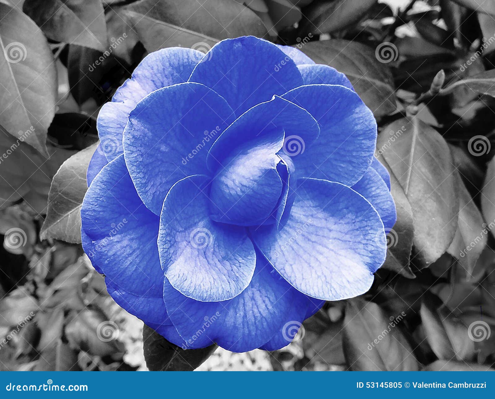 Fleur bleue de camelia image stock. Image du jardin, blanc - 53145805