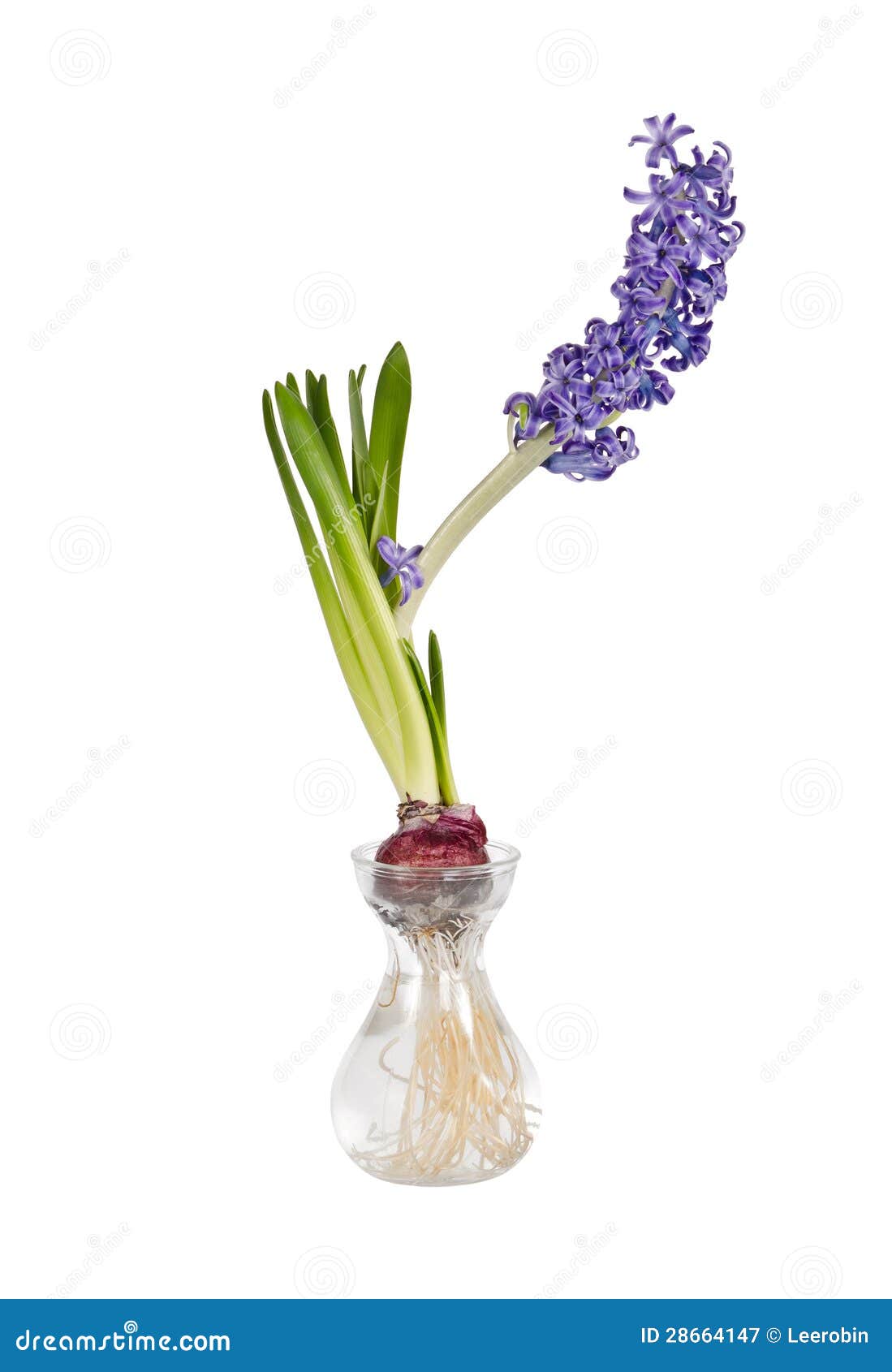 Fleur Bleue De Jacinthe Dans Le Vase En Verre Image stock Image du