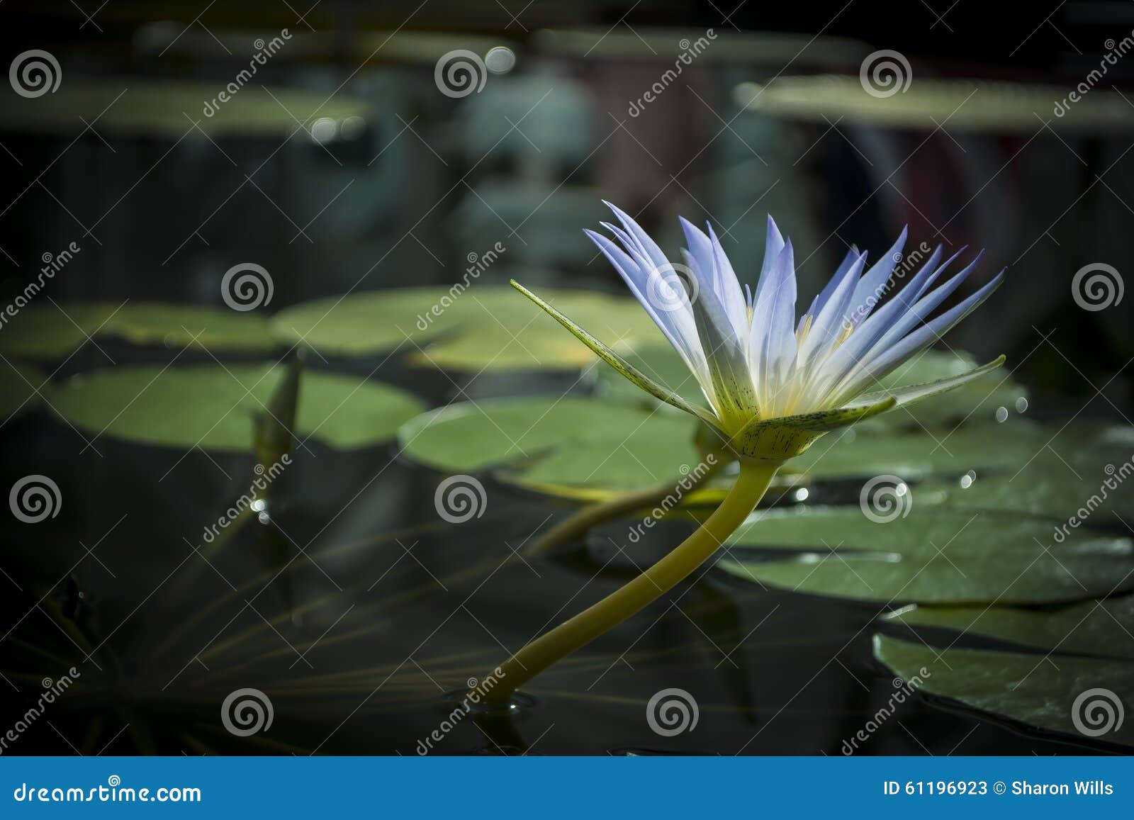 Fleur bleue de Nile Waterlily (Nymphaea Caerulea)