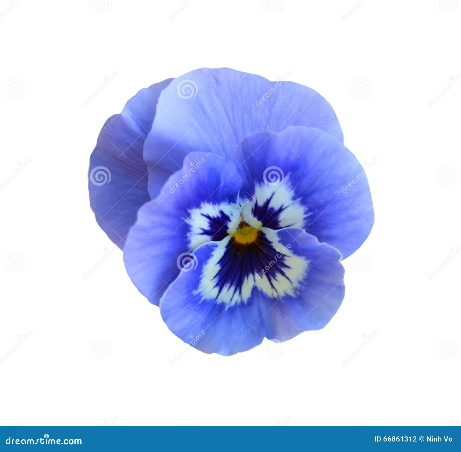 Fleur bleue de pensée photo stock. Image du blanc, saisonnier - 66861312