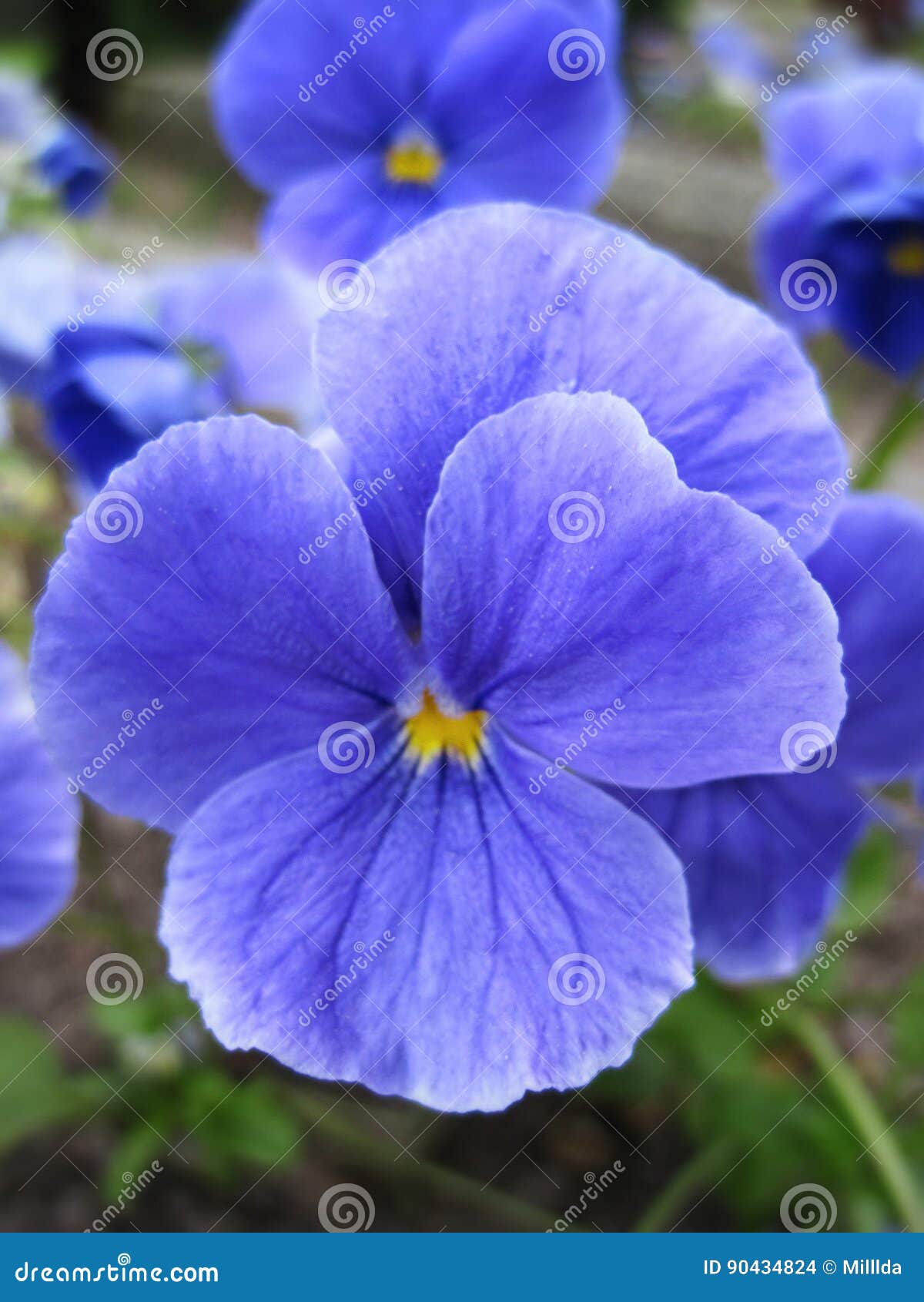 Fleur bleue de pensée photo stock. Image du fermer, fond - 90434824