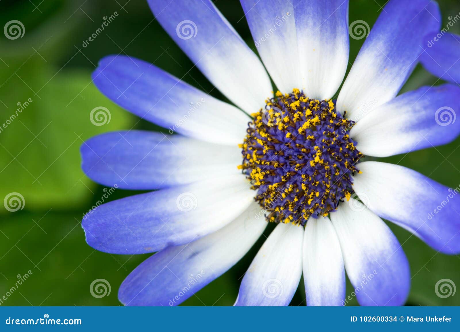 Fleur Bleue Et Blanche Audacieuse Photo stock - Image du centrales, pollen:  102600334