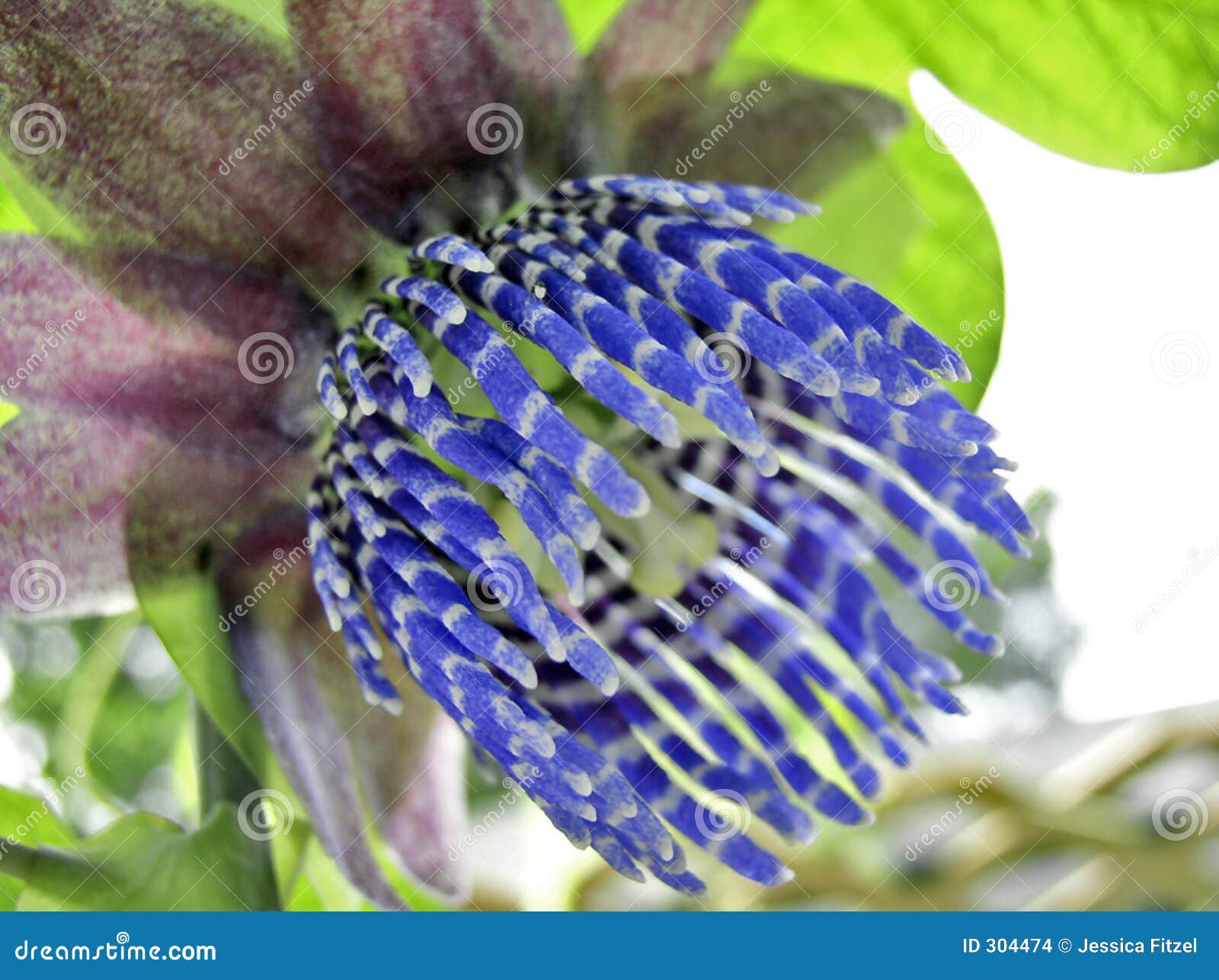 541 Photos de Fleur Bleue Tropicale - Photos de stock gratuites et libres  de droits de Dreamstime