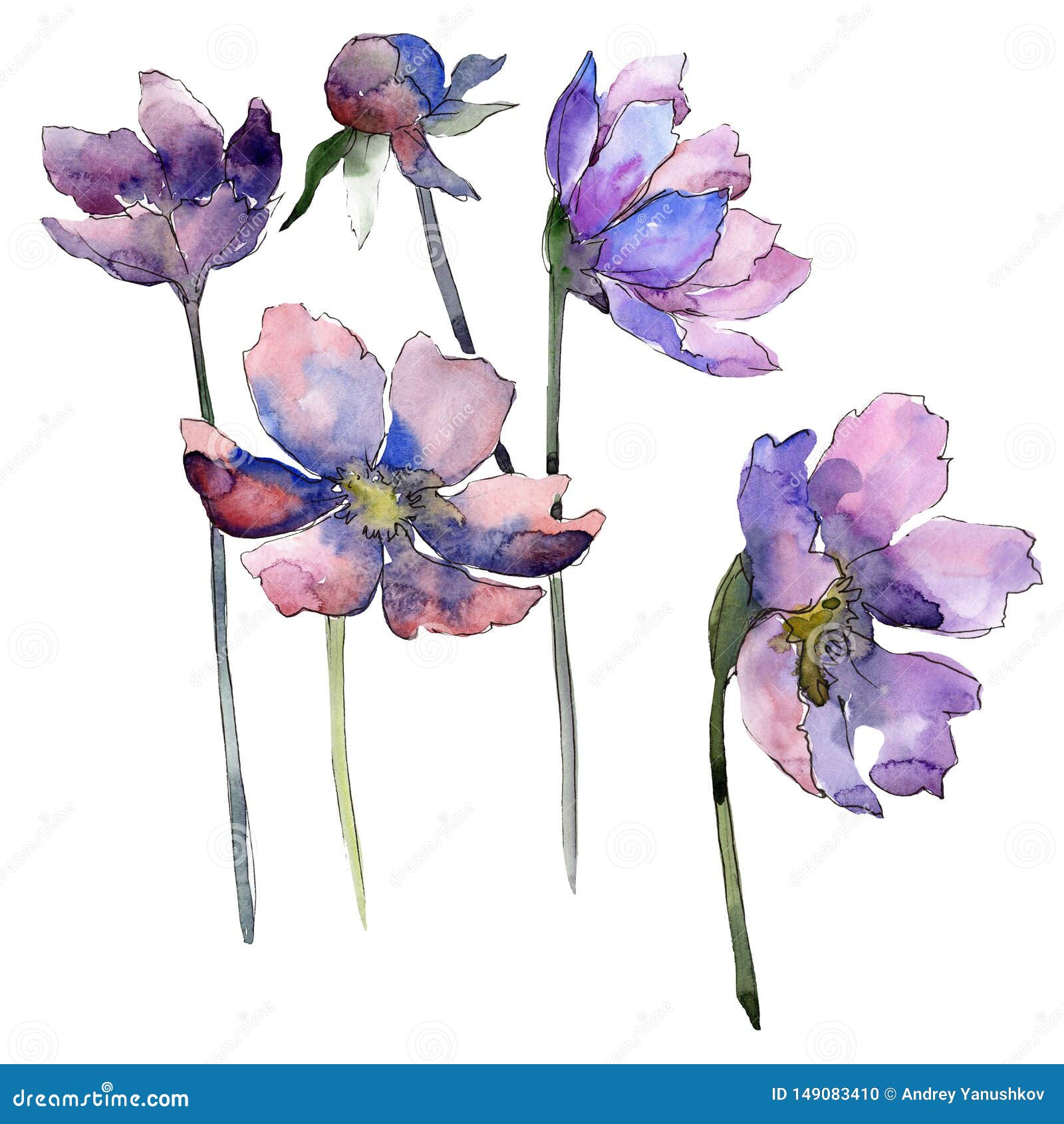 Fleur Botanique Florale De Fleur Violette De Cosmos Positionnement De Fond  D'aquarelle ?l?ment D'isolement D'illustration De Fleu Illustration Stock -  Illustration du ramassage, tatouage: 149083410