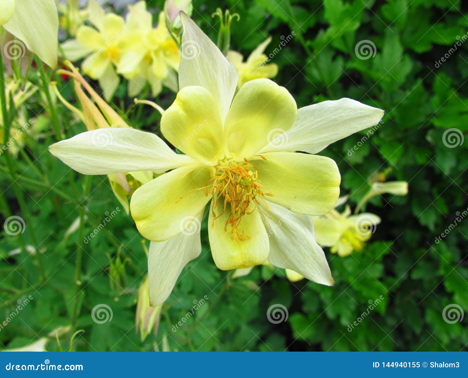 Fleur Colombine Jaune, Ancolie De Nom De Botanique, Le Capot De L'autre  Mamie De Nom Image stock - Image du flore, fond: 144940155