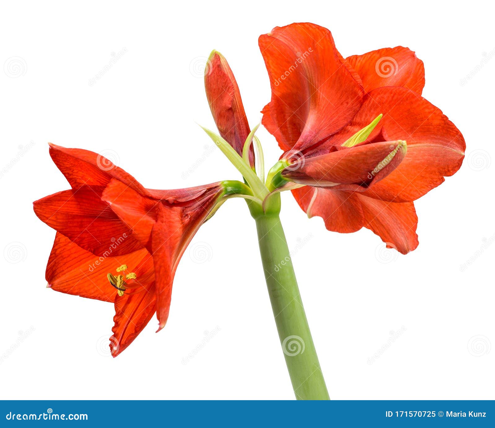 Fleur D'amaryllis Rouge Sur Fond Blanc. Tige Botanique Image stock ...