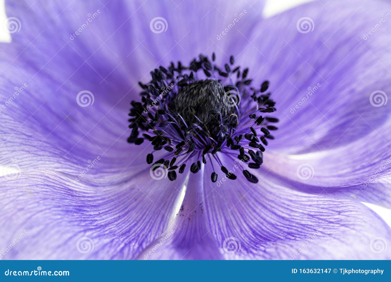 Fleur D'anémone Mauve, Translucide Et Haute Image Image stock - Image du  lumineux, fringé: 163632147