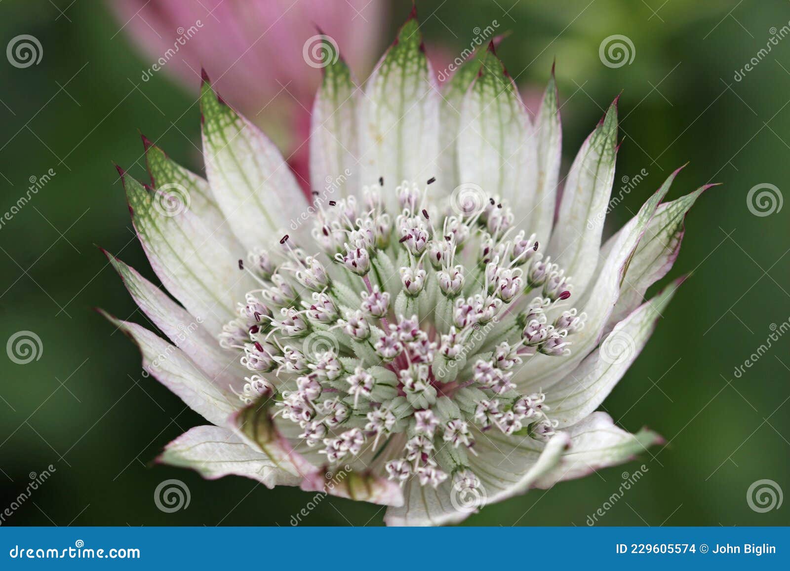 Fleur D'anthère Blanche En Gros Plan Photo stock - Image du jardin,  principal: 229605574