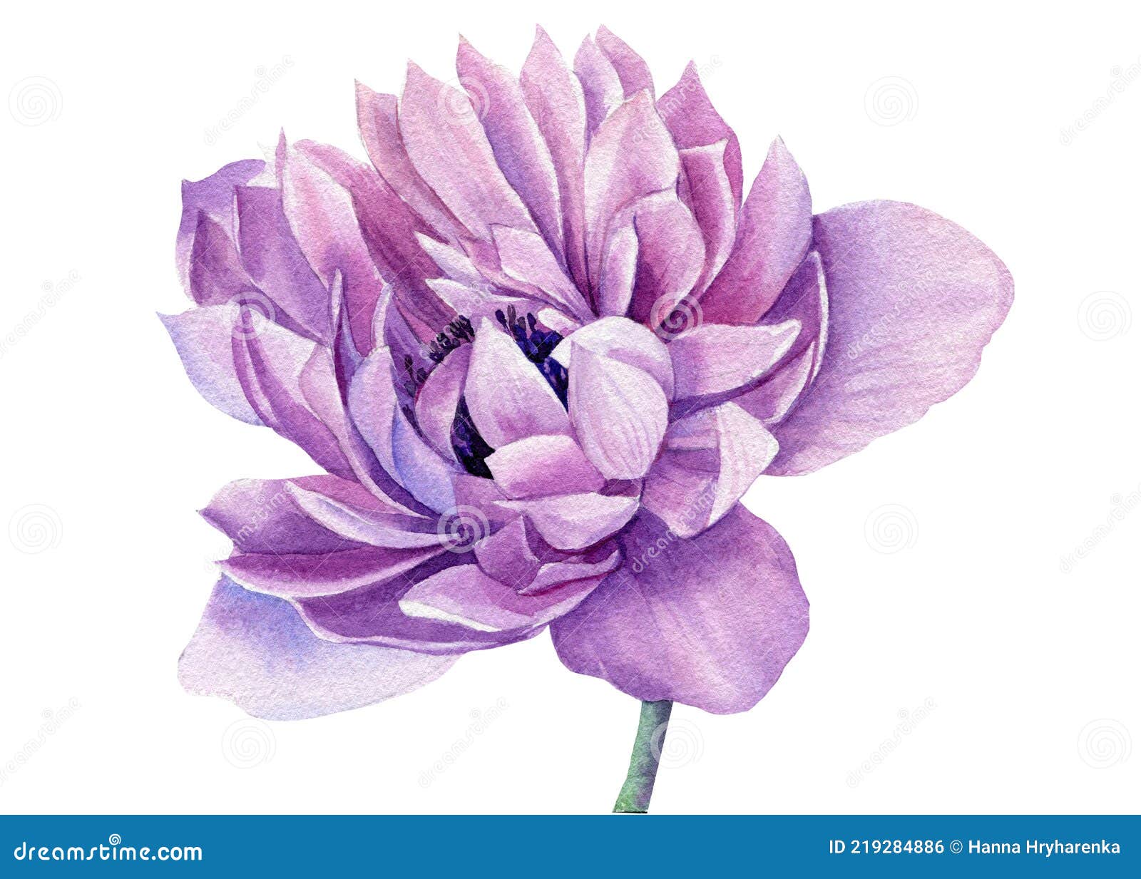 Fleur D'aquarelle. Anémone Violette. Illustrations Botaniques. Photo stock  - Image du lumineux, bleu: 219284886