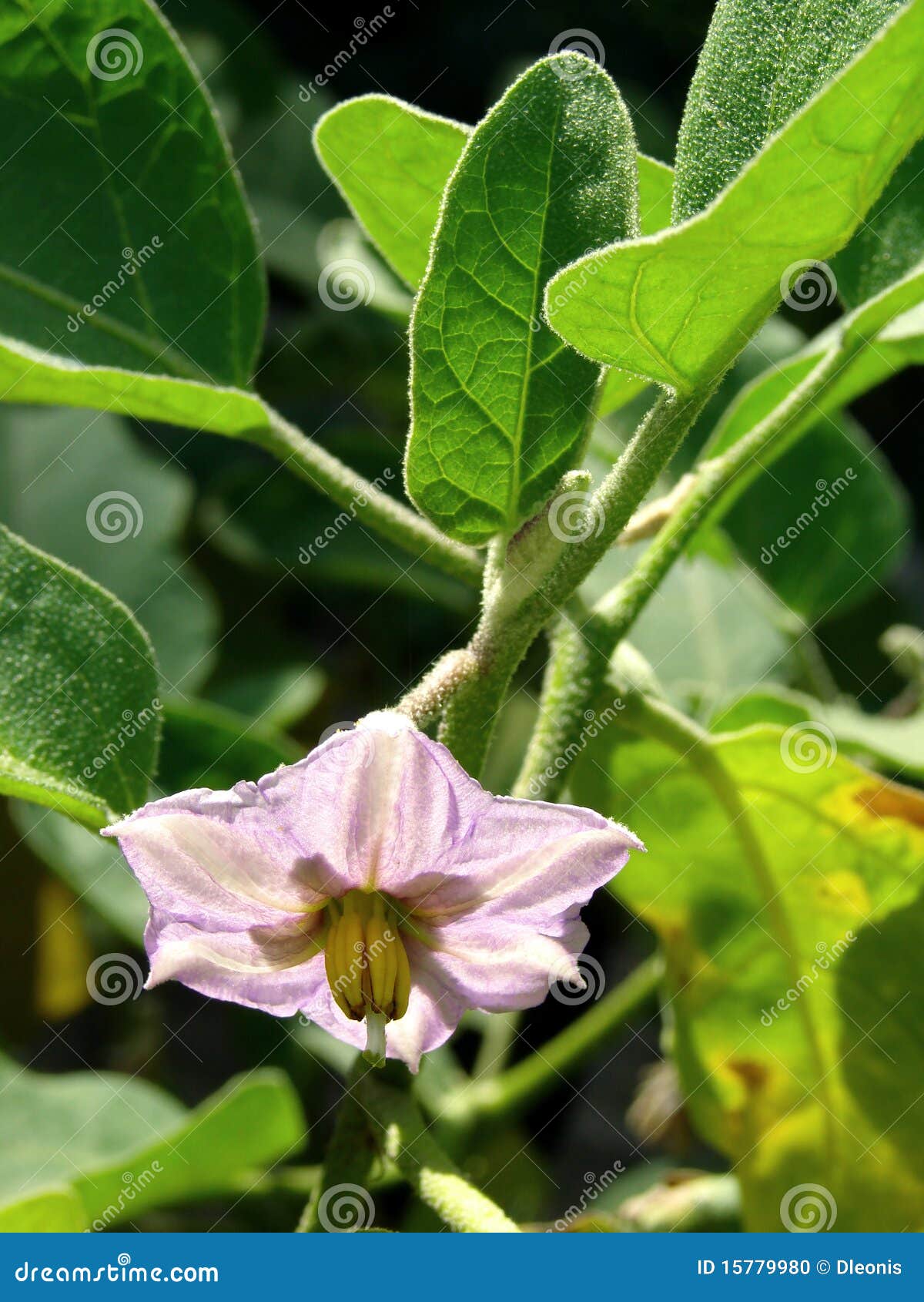 Fleur d'aubergine photo stock. Image du accroissement 15779980