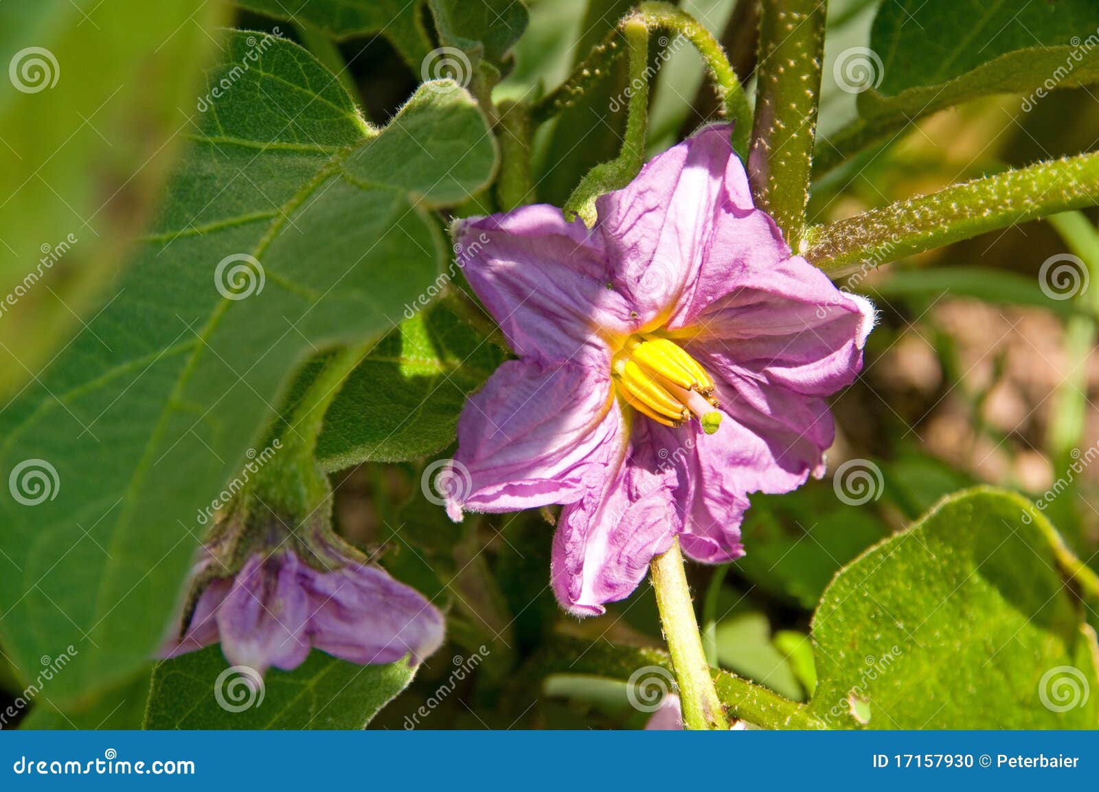 Fleur d'aubergine photo stock. Image du petit, maturation 17157930