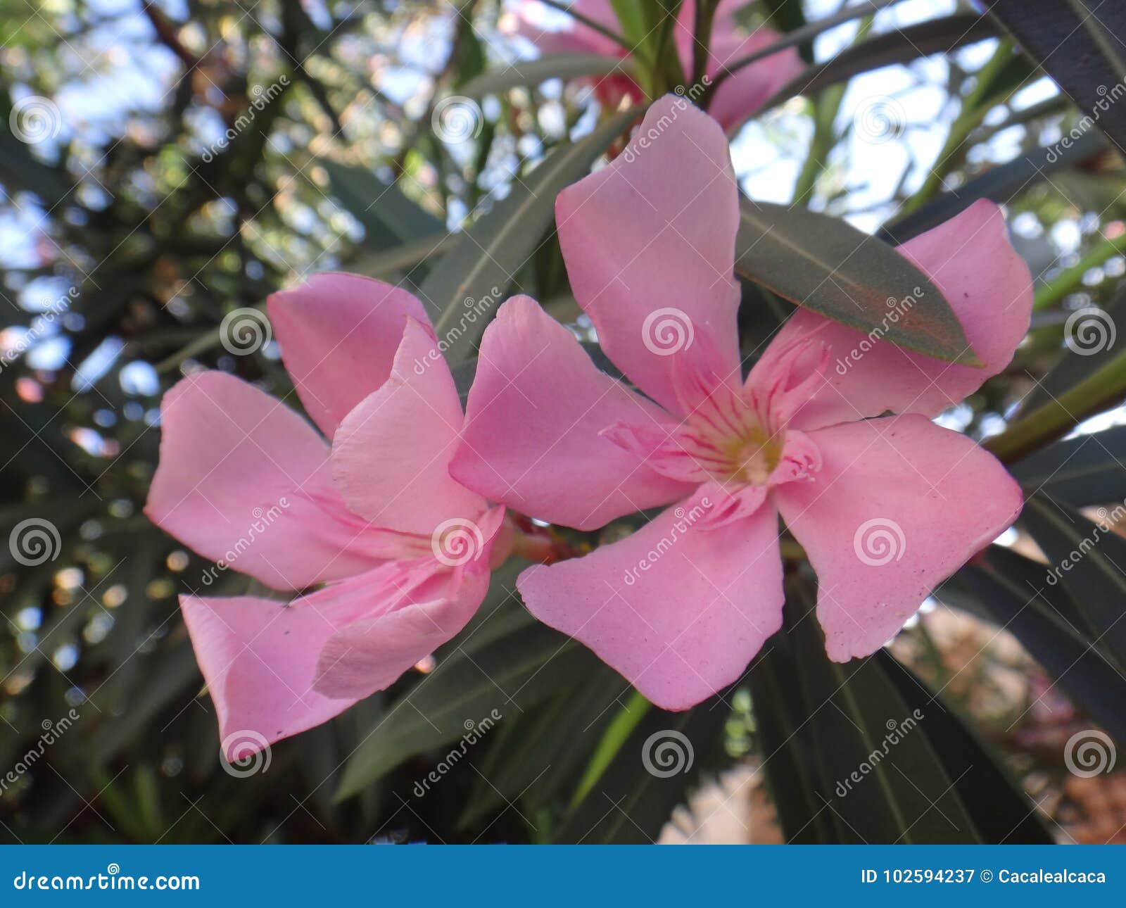 Fleur Doléandre Rose Image Stock Image Du Botanique