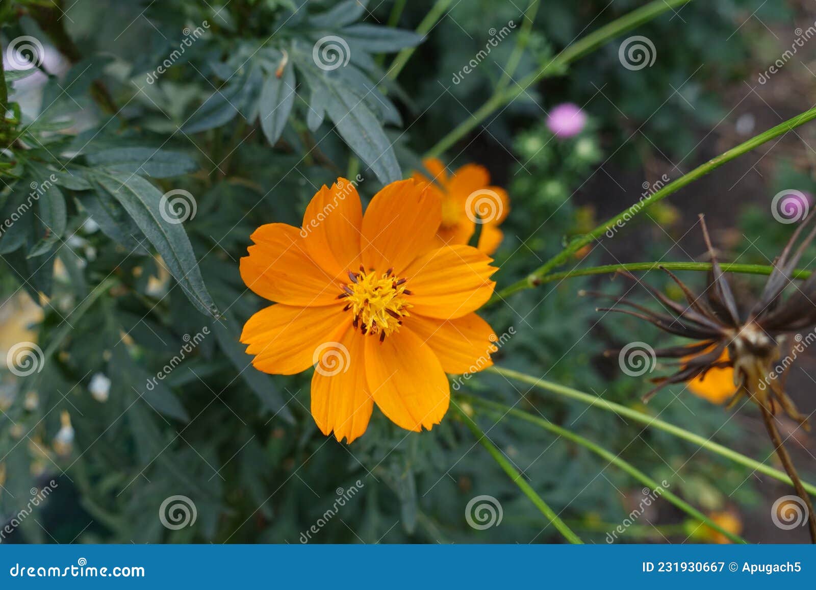 Fleur D'orange De Cosmos Sulurus Image stock - Image du herbacé, fleur:  231930667