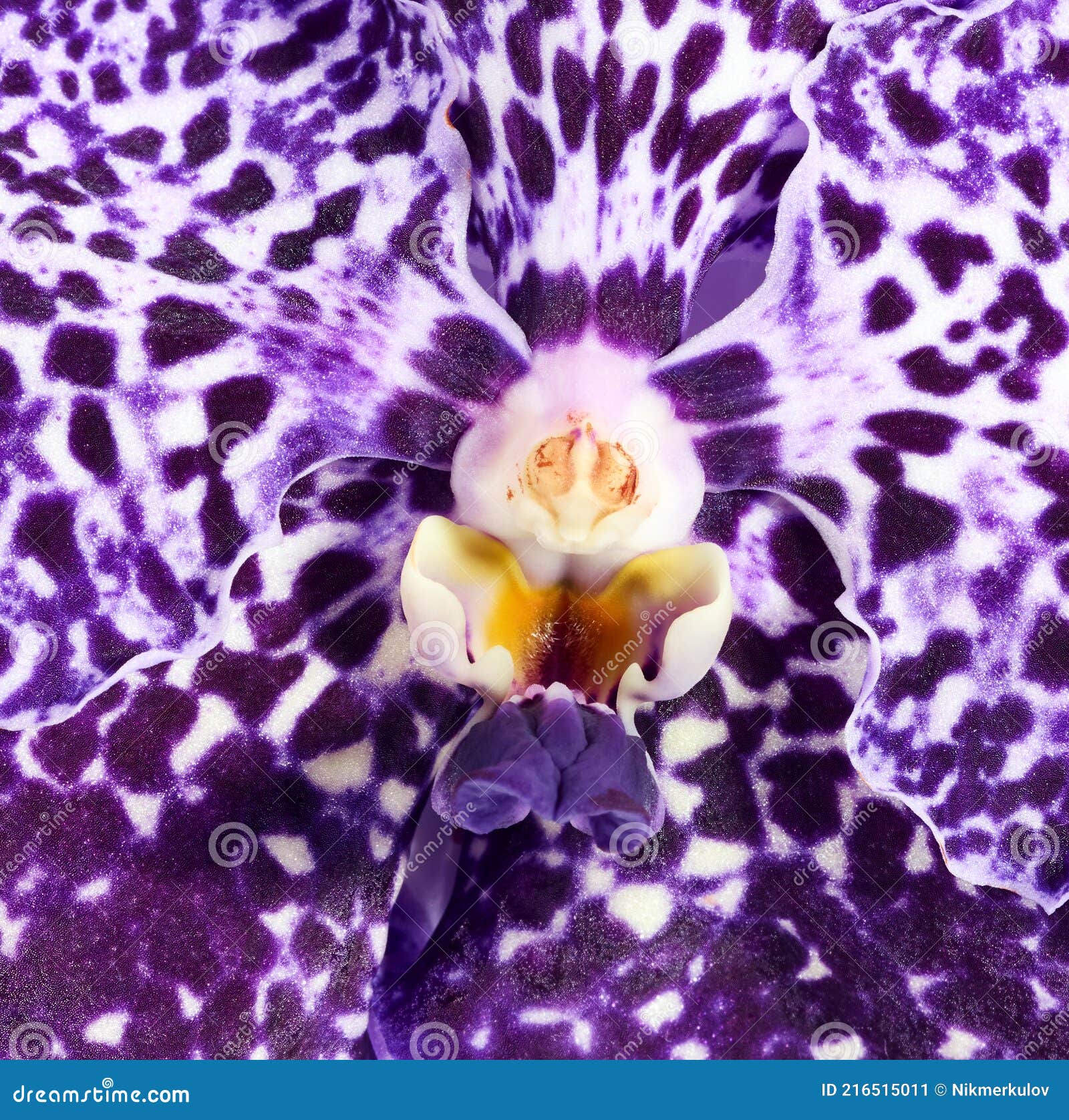 Fleur D'orchidée Vanda Violette Image stock - Image du papier, problèmes:  216515011