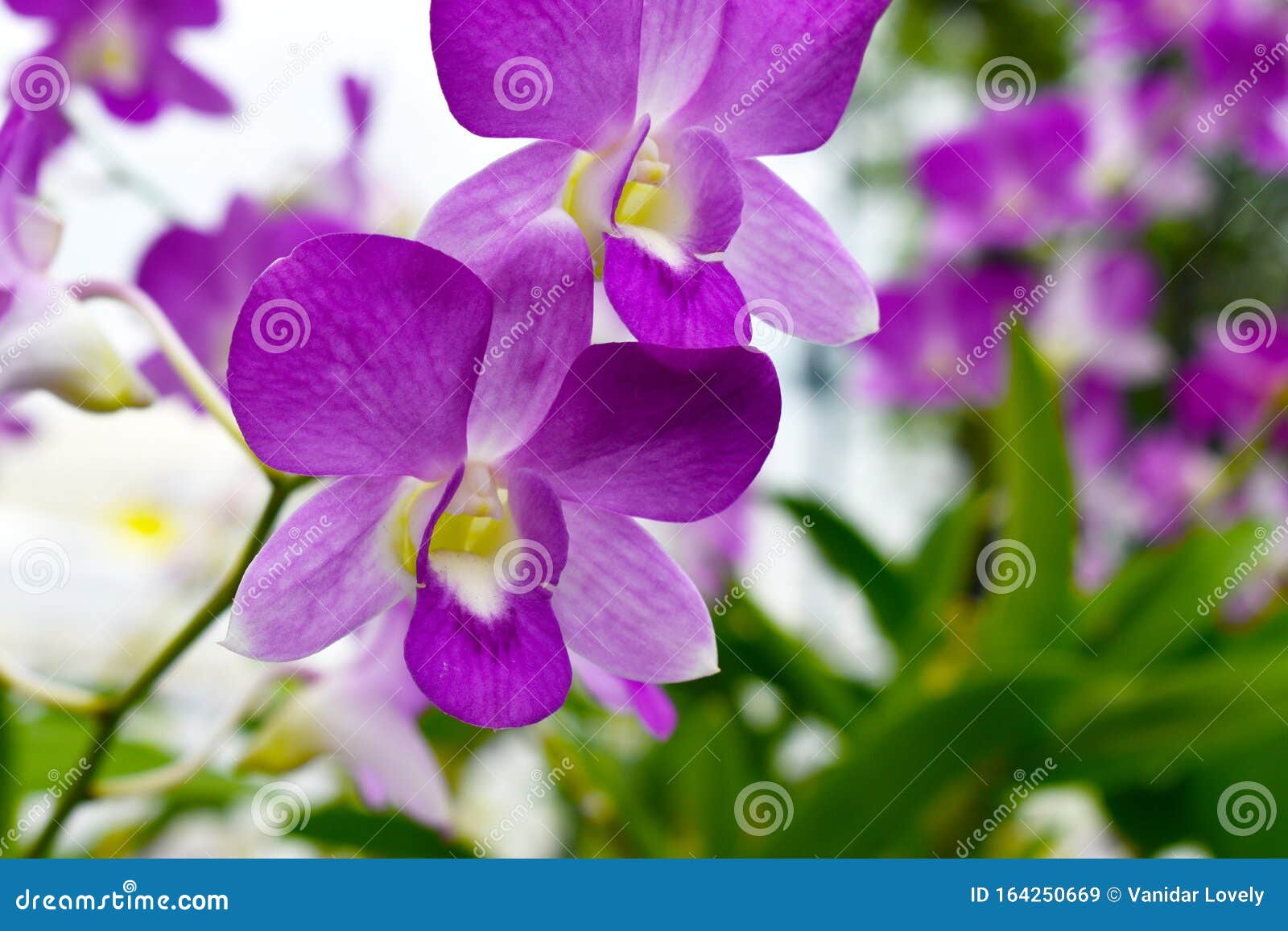 Fleur D'orchidée Violette, Belle Couleur Lavande De La Fleur D'orchidée  Sauvage Sur Fond Vert Flou Image stock - Image du lavande, sunset: 164250669