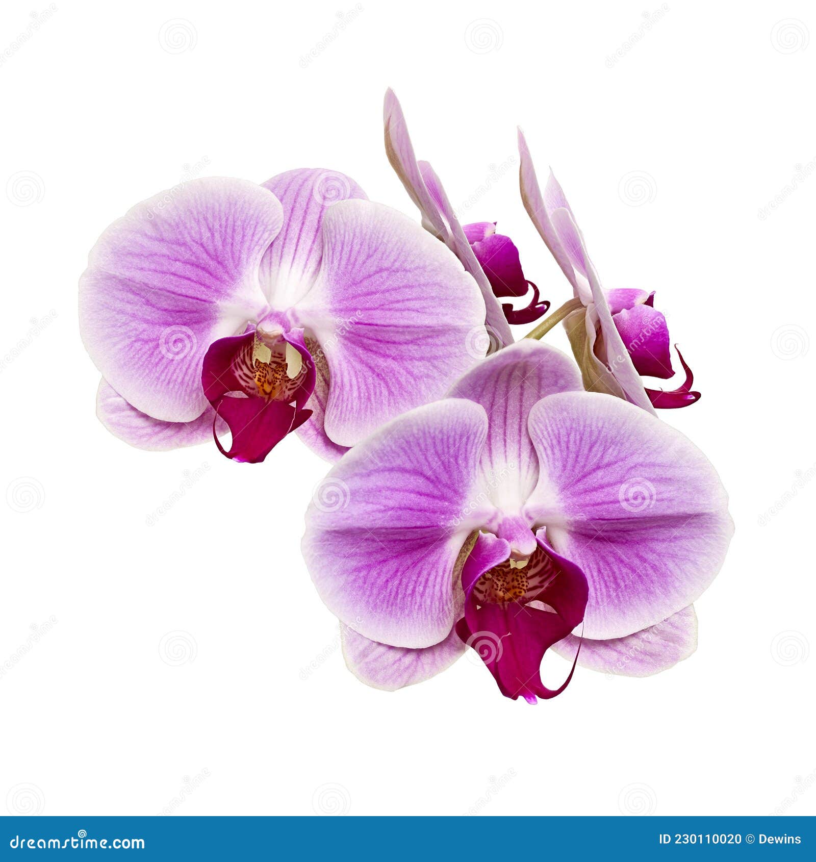 Fleur D'orchidée Violette Phalaenopsis Rose Orchidée Isolée Sur Fond Blanc  Avec Chemin D'écrêtage Photo stock - Image du orchidée, jardin: 230110020