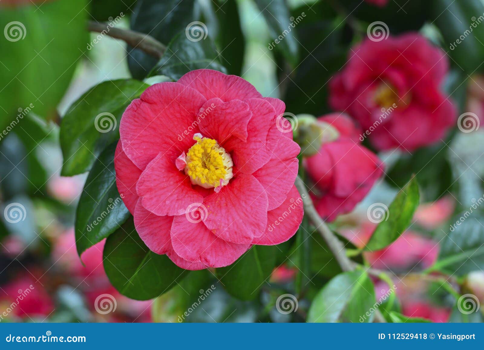 Fleur D'un Camélia Rose Sur Un Arbre Photo stock - Image du bouquet,  pétrole: 112529418