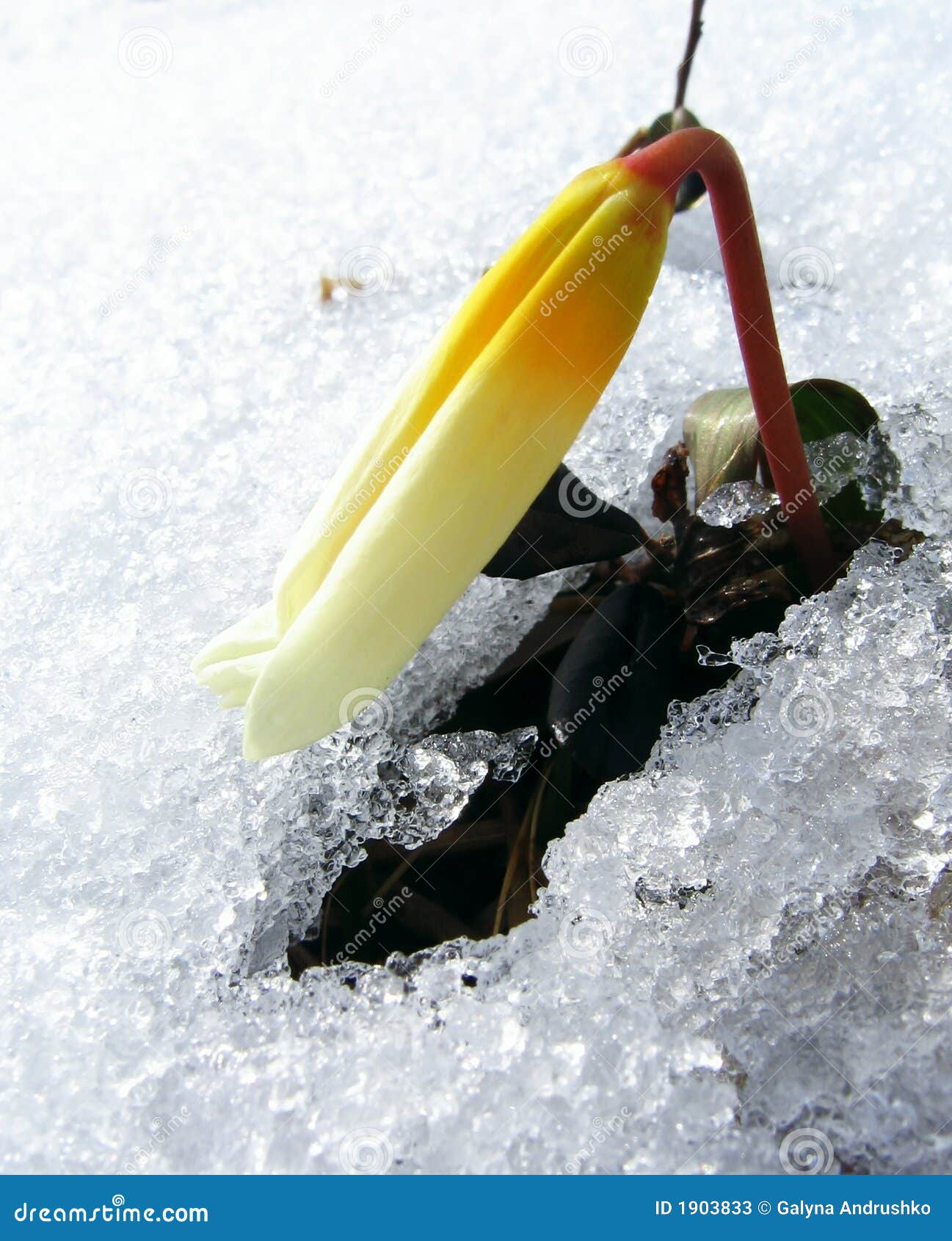 Fleur dans la neige image stock. Image du stationnement - 1903833