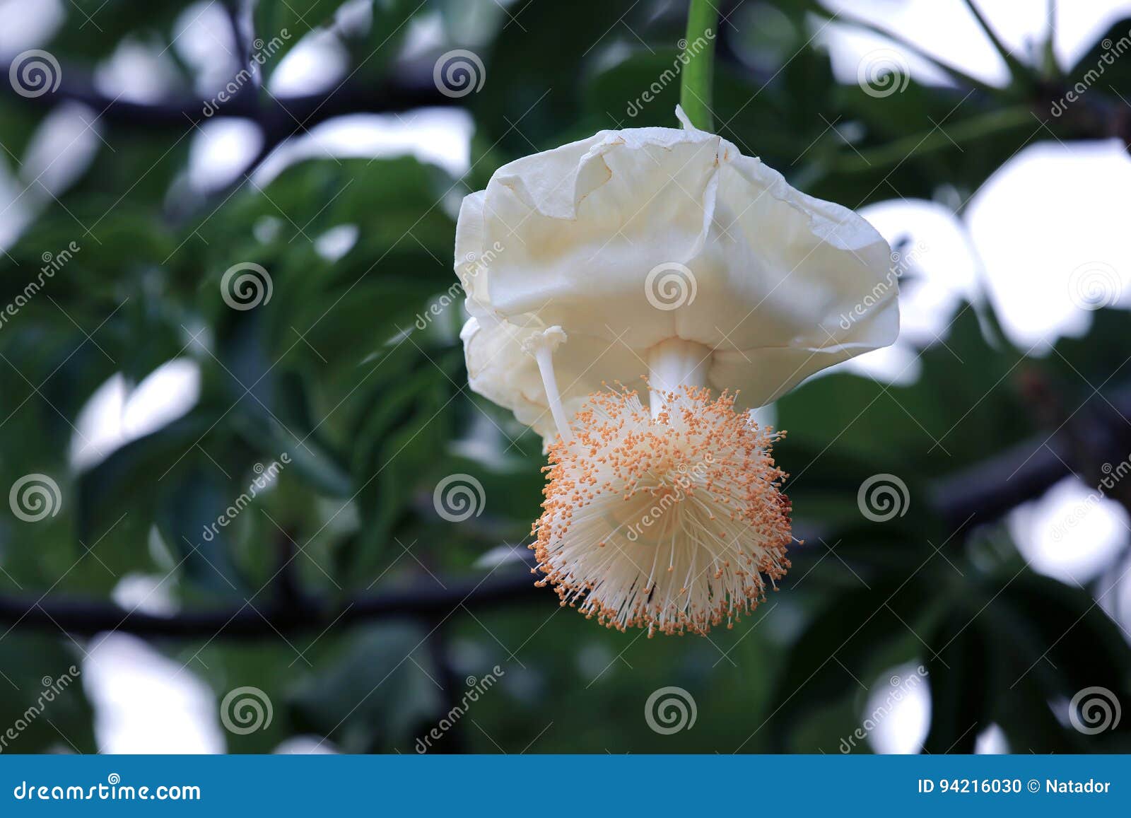 Fleur De Baobab Photo Stock Image Du Baobab Fleur 94216030
